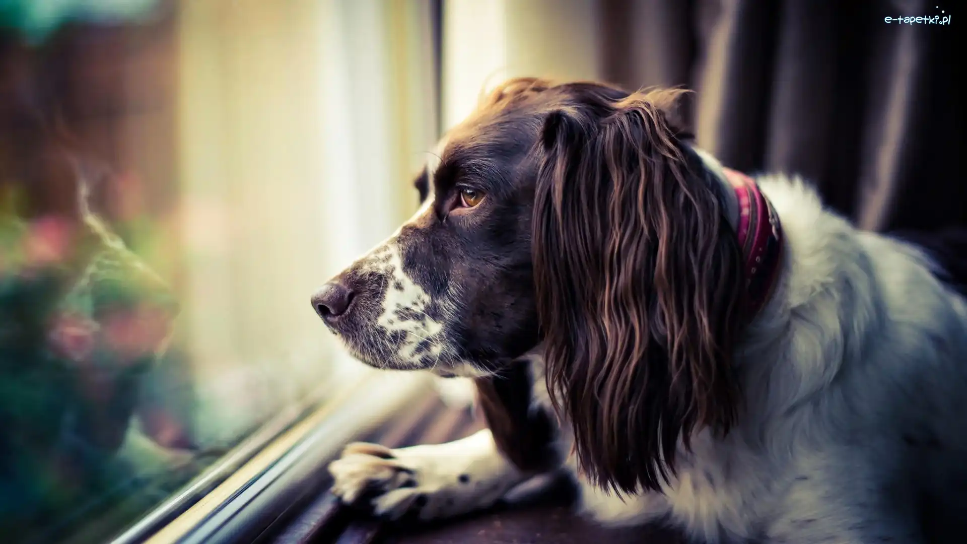Okno, Springer spaniel, Smutny