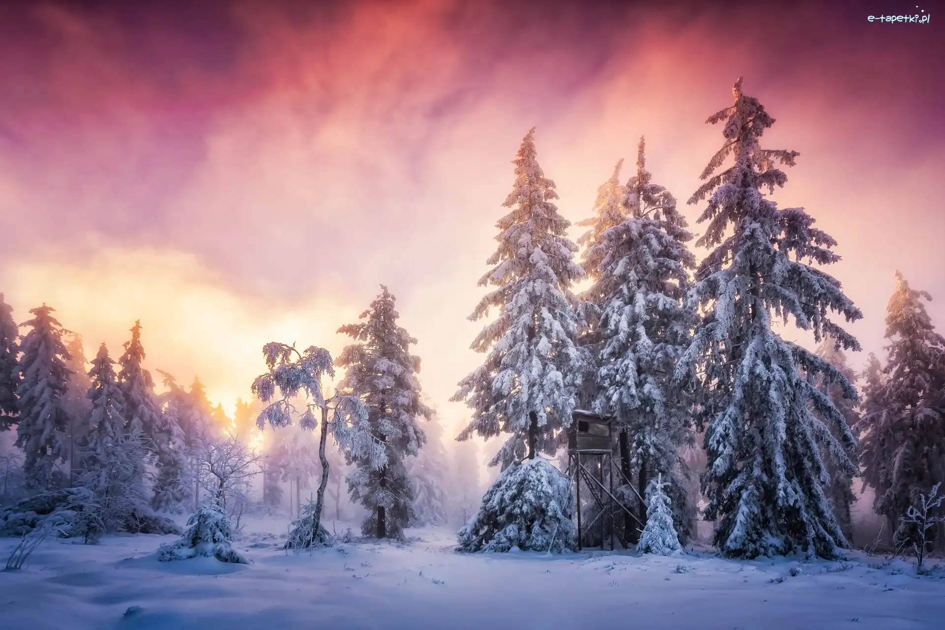 Zima, Schwarzwald, Las, Świerki, Badenia-Wirtembergia, Zachód słońca, Ośnieżone, Niemcy