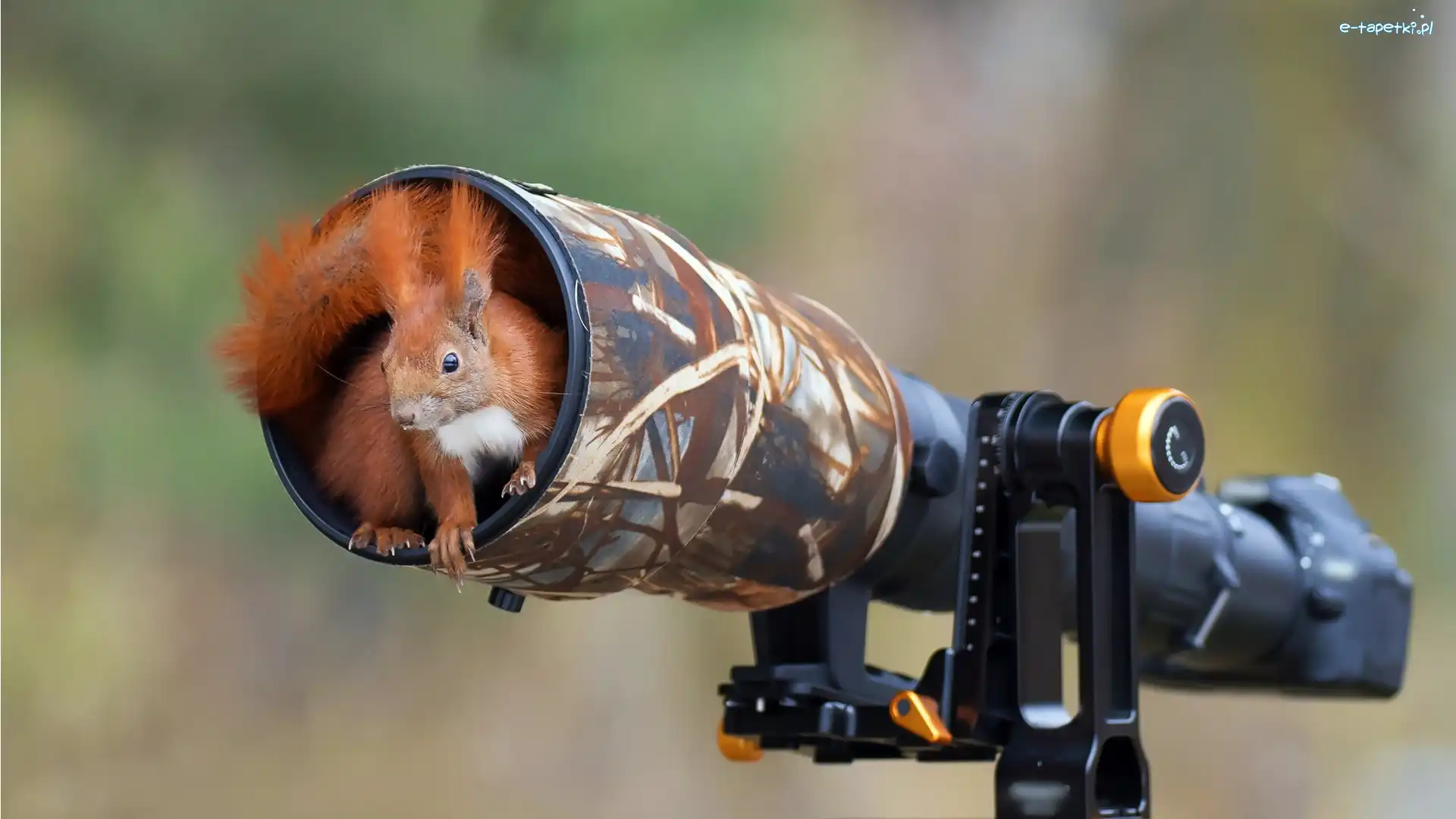 Schronienie, Aparat fotograficzny, Obiektyw, Wiewiórka