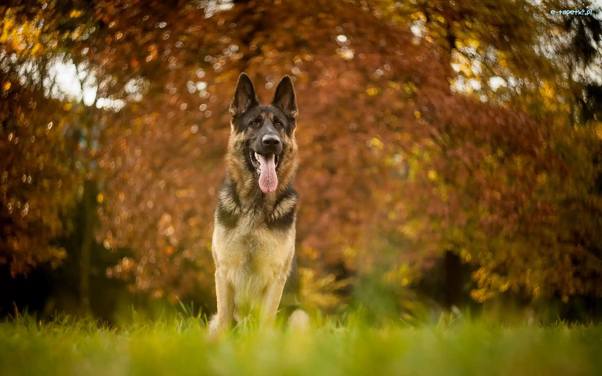 Bokeh, Owczarek niemiecki