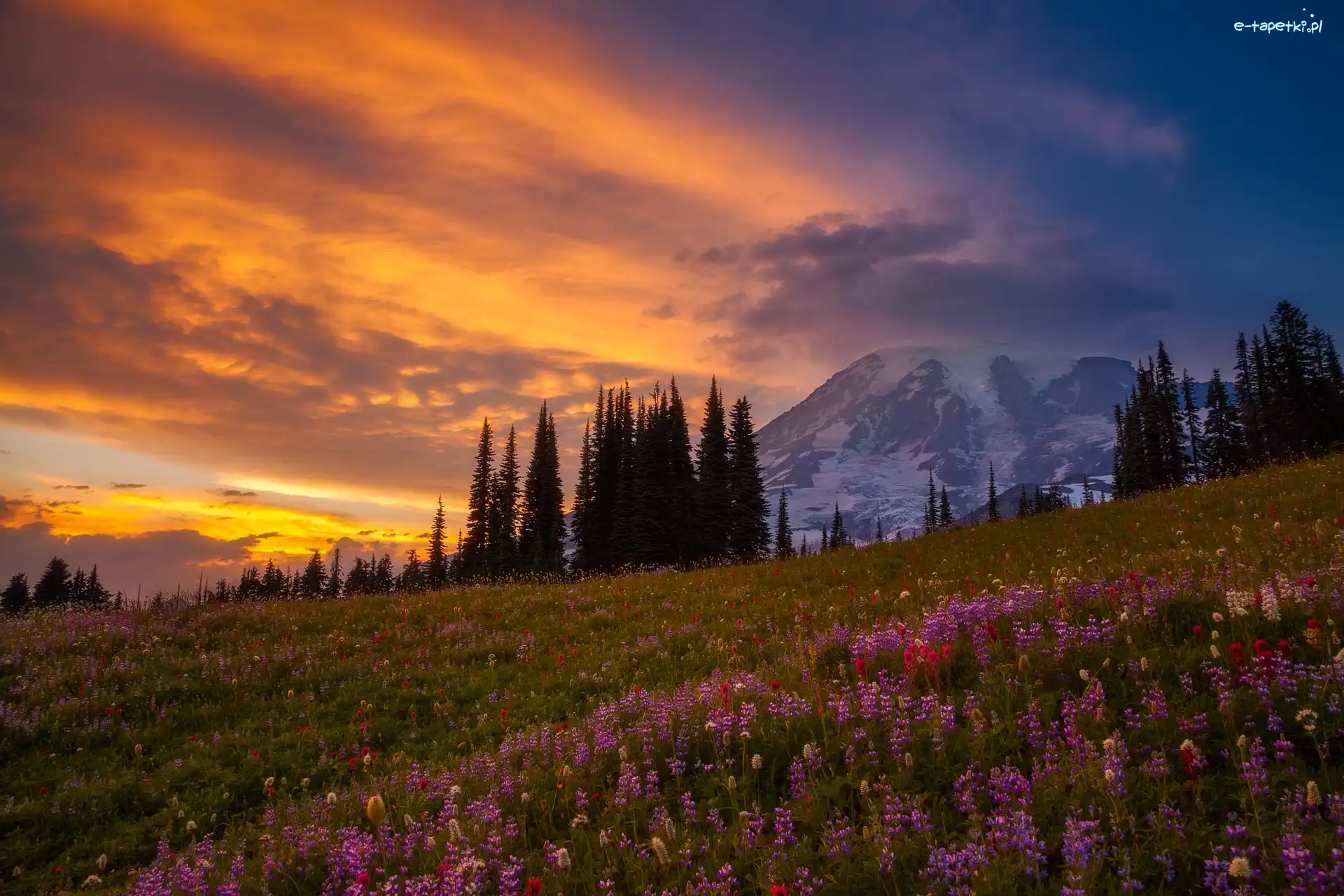 Stany Zjednoczone, Stratowulkan Mount Rainier, Stan Waszyngton, Drzewa, Zachód Słońca