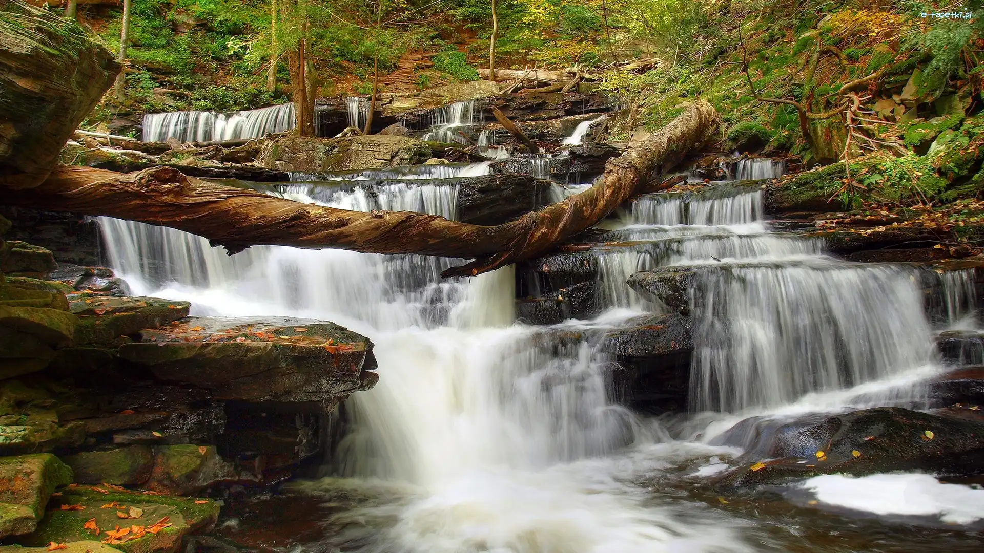Las, Ricketts Glen State Park, Wodospad, Drzewa, Stan Pensylwania, Stany Zjednoczone
