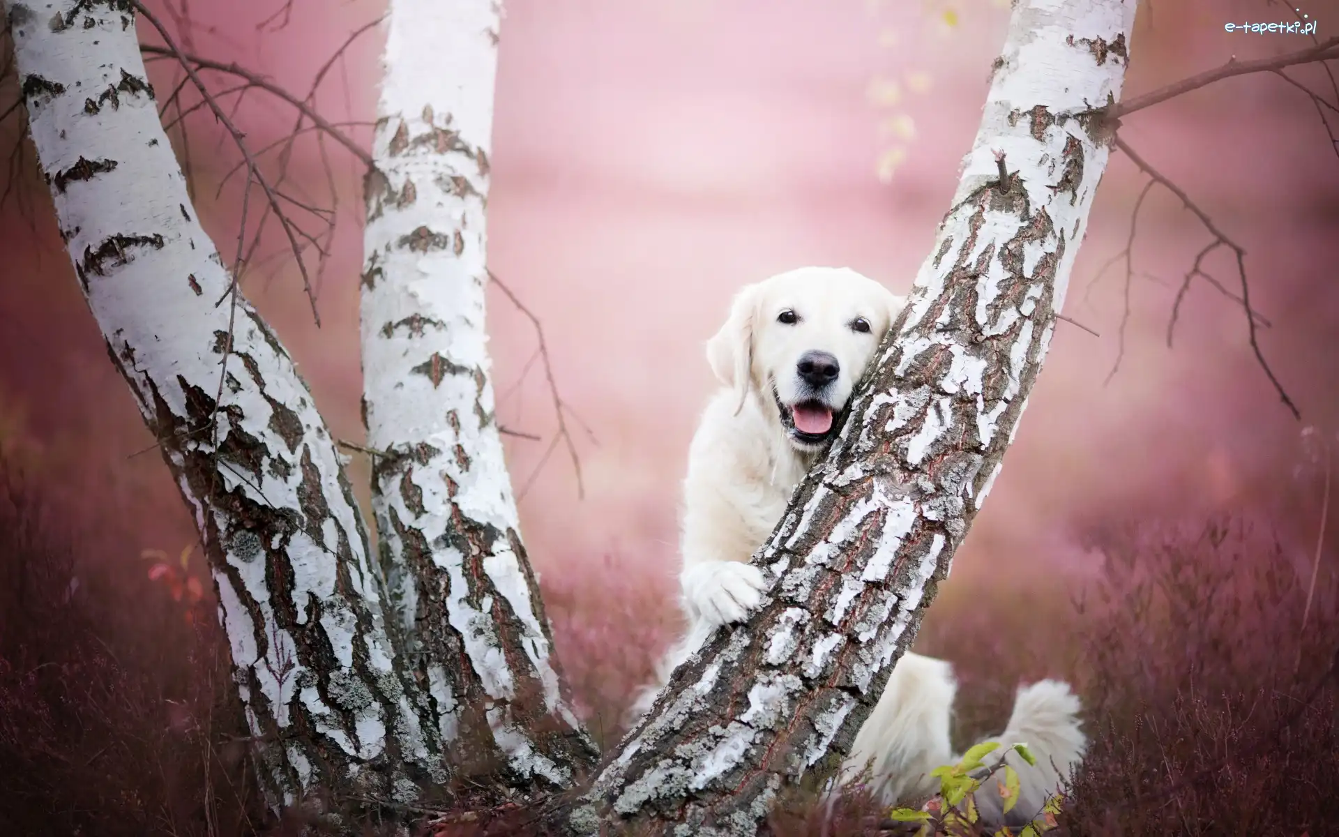 Golden retriever
, Brzoza