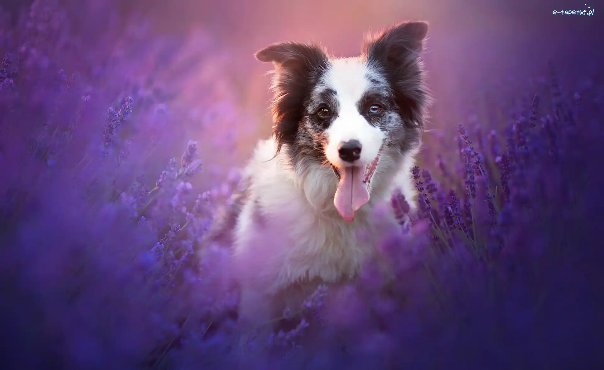 Lawenda, Border collie