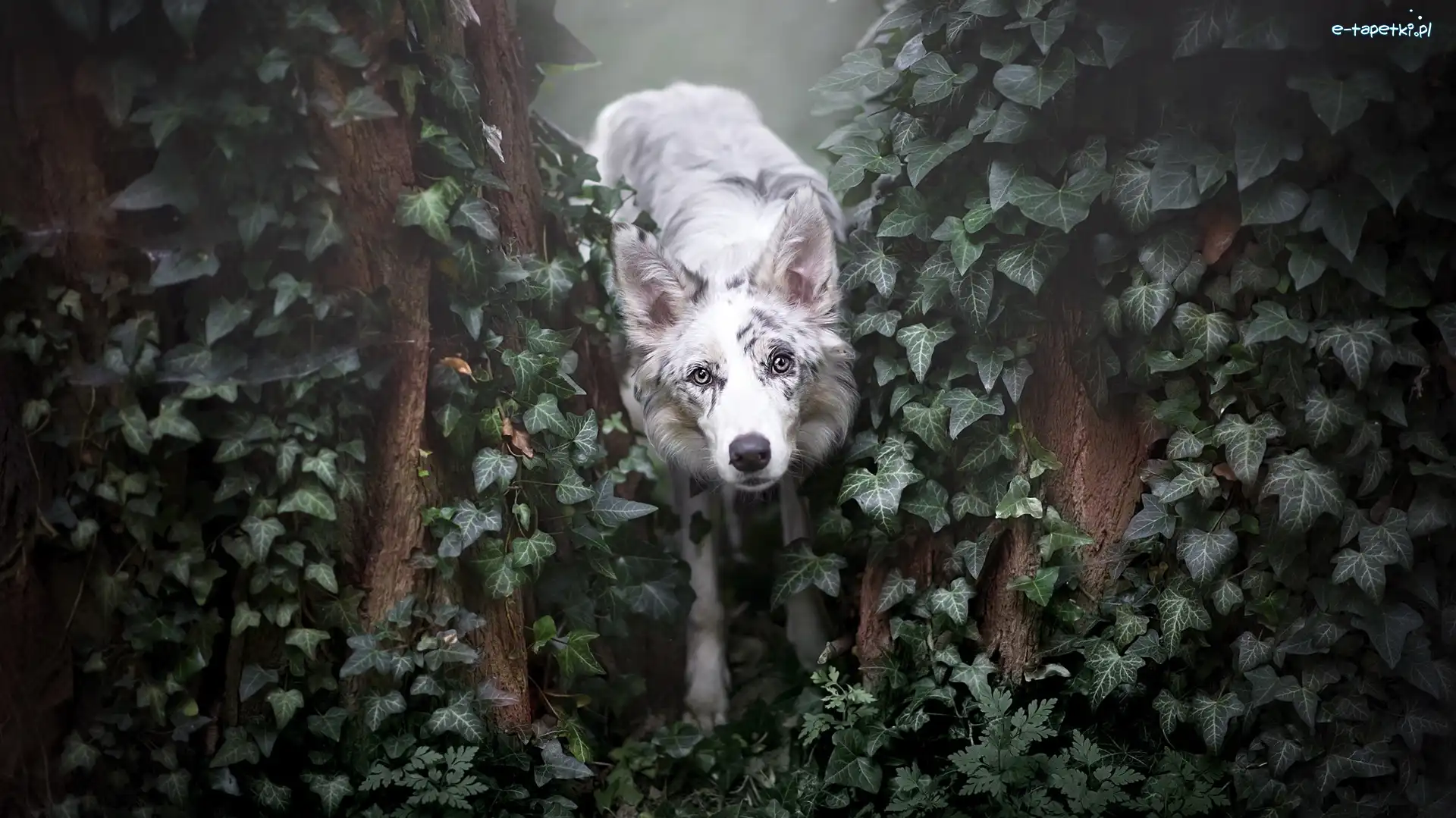 Bluszcz, Border collie