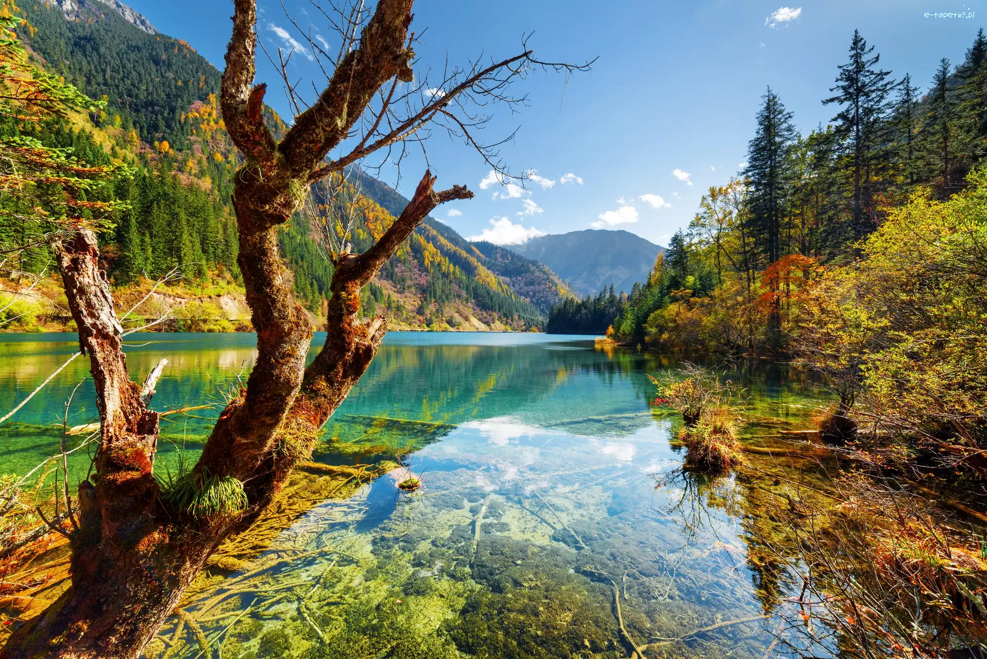 Chiny, Jezioro Arrow Bamboo Lake, Park Narodowy Jiuzhaigou, Las Drzewa, Góry