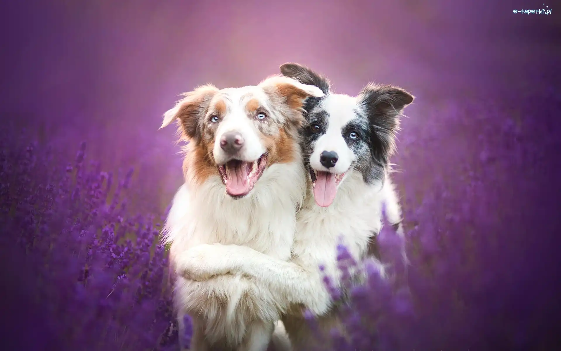 Lavenda, Border collie