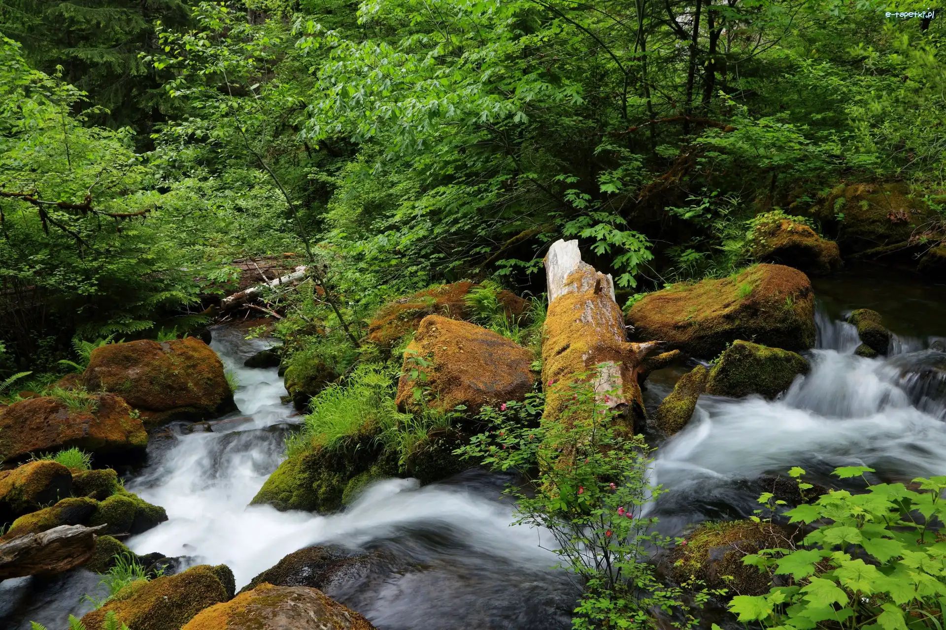 Drzewa, Rwąca, Rzeka North Umpqua River, Stan Oregon, Stany Zjednoczone, Skały, Kamienie