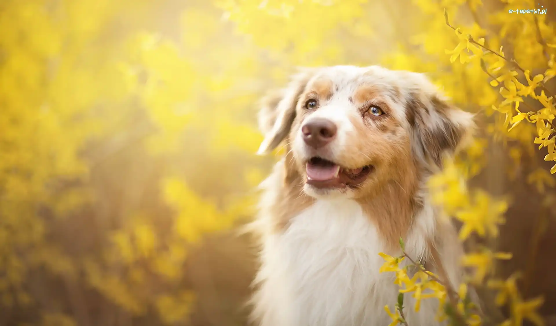 Forsycja, Australian shepherd, Owczarek australijski