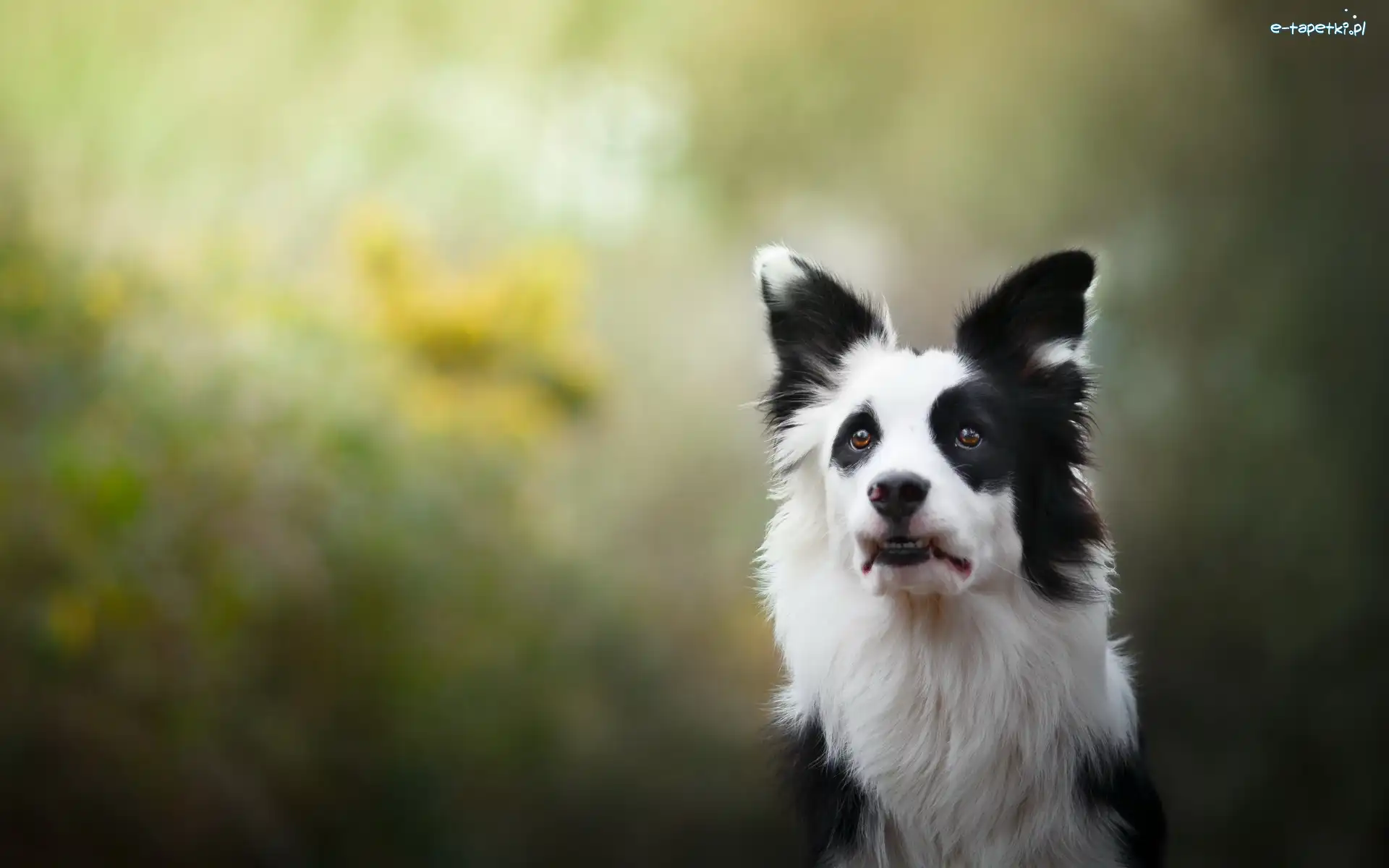 Pyszczek, Border collie
