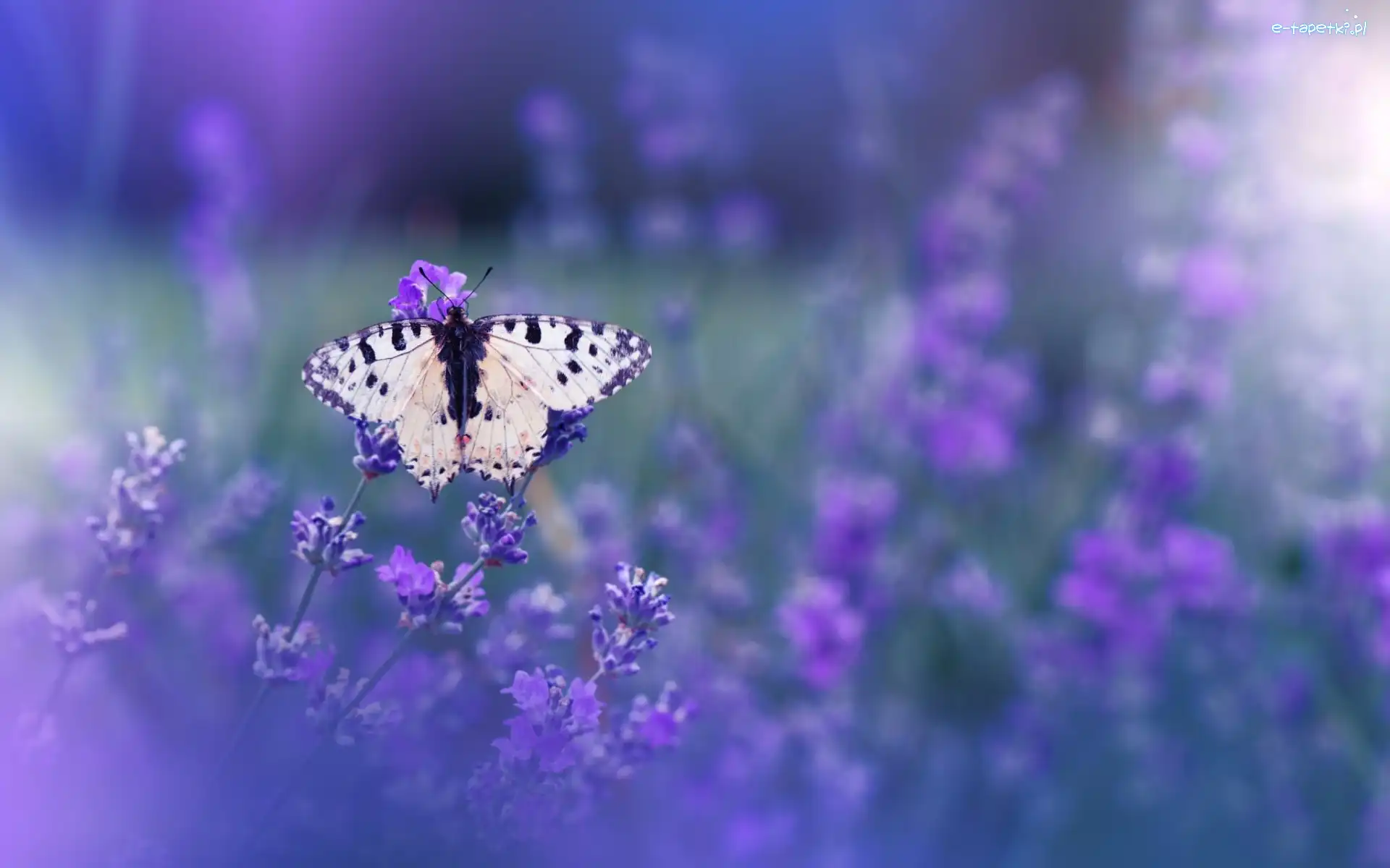 Lawenda, Kwiaty, Motyl