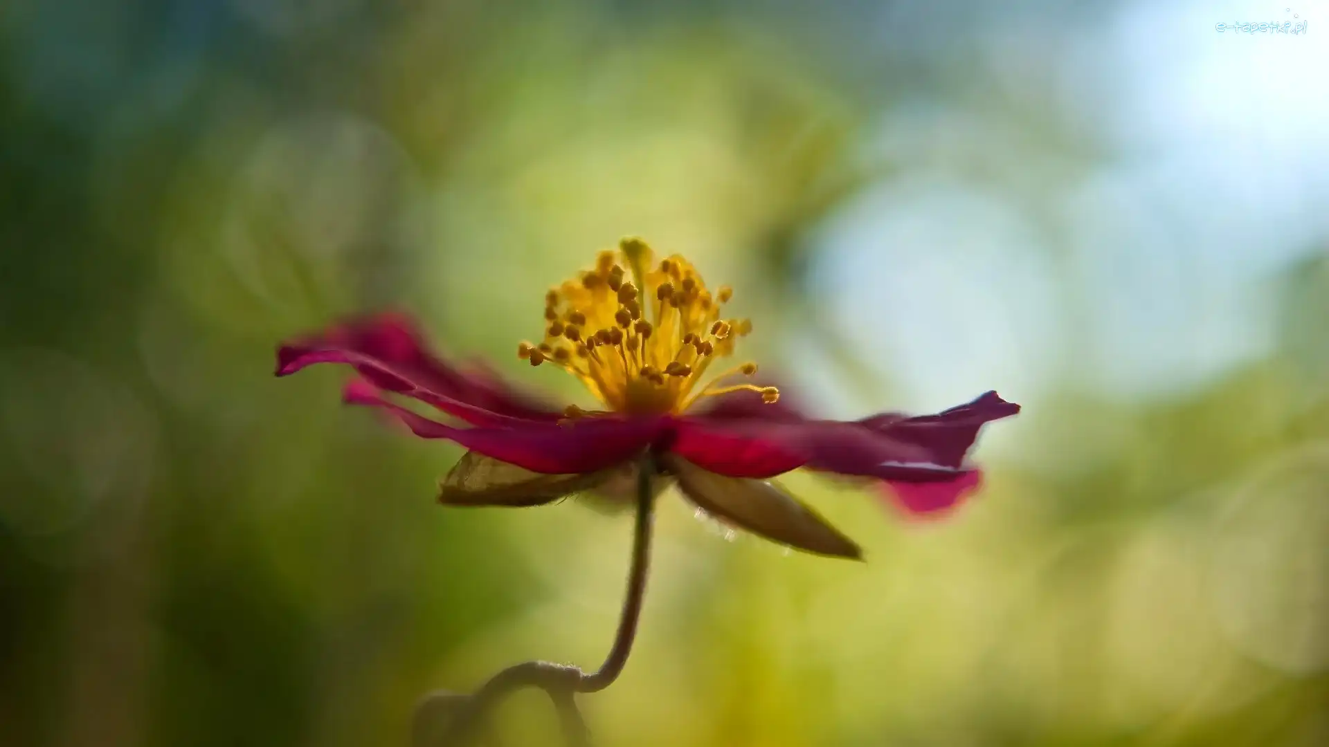 Rozmyte tło, Clematis, Kwiat