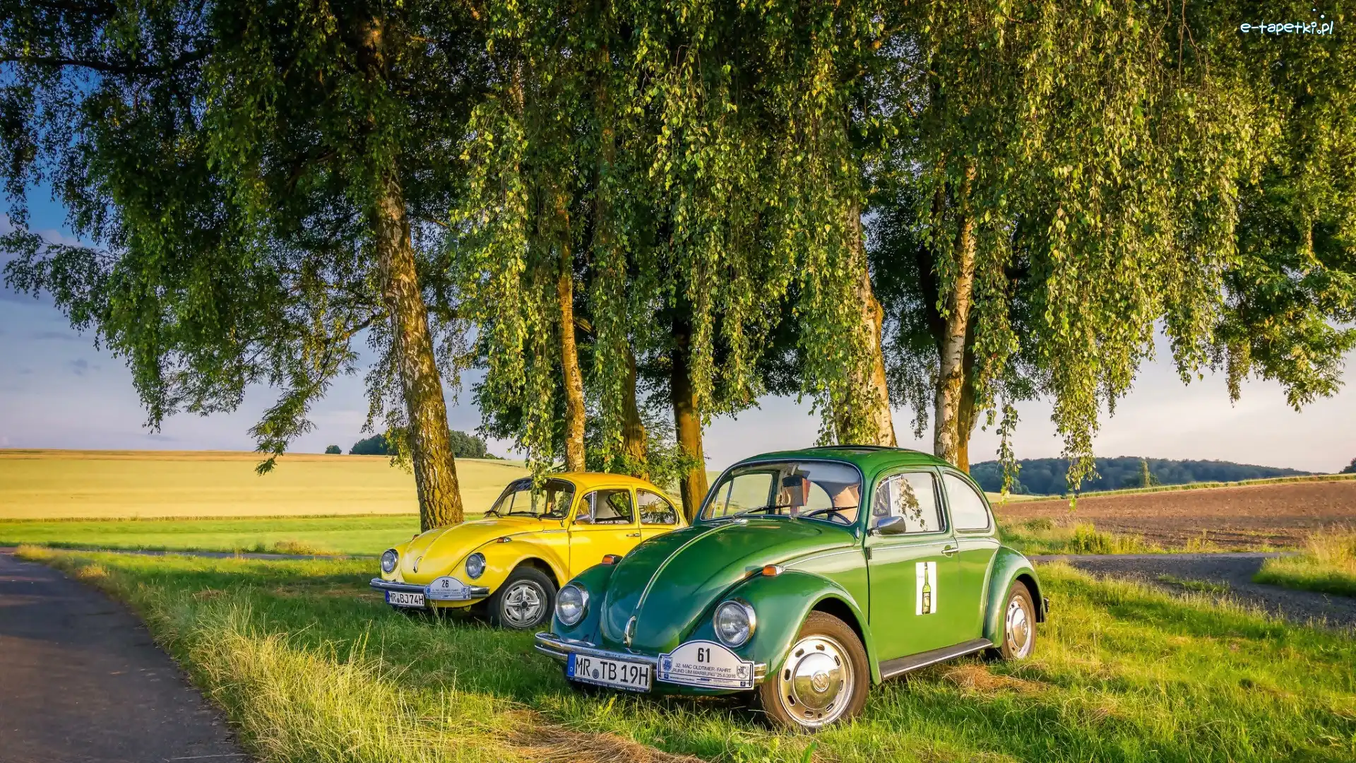 Pola, Garbus, Brzozy, Droga, Volkswagen, Samochody