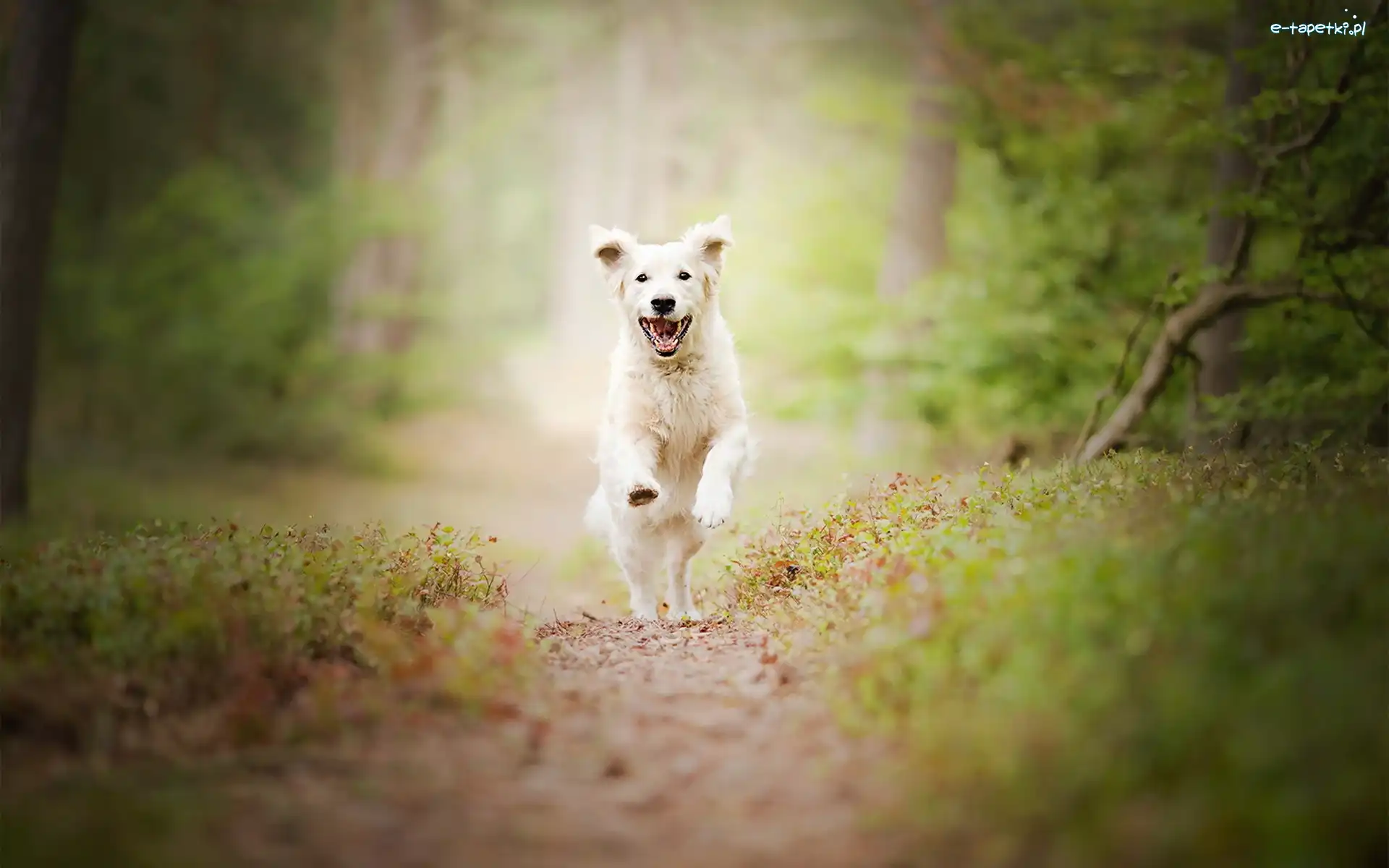 Biegnący, Golden retriever, Pies, Las