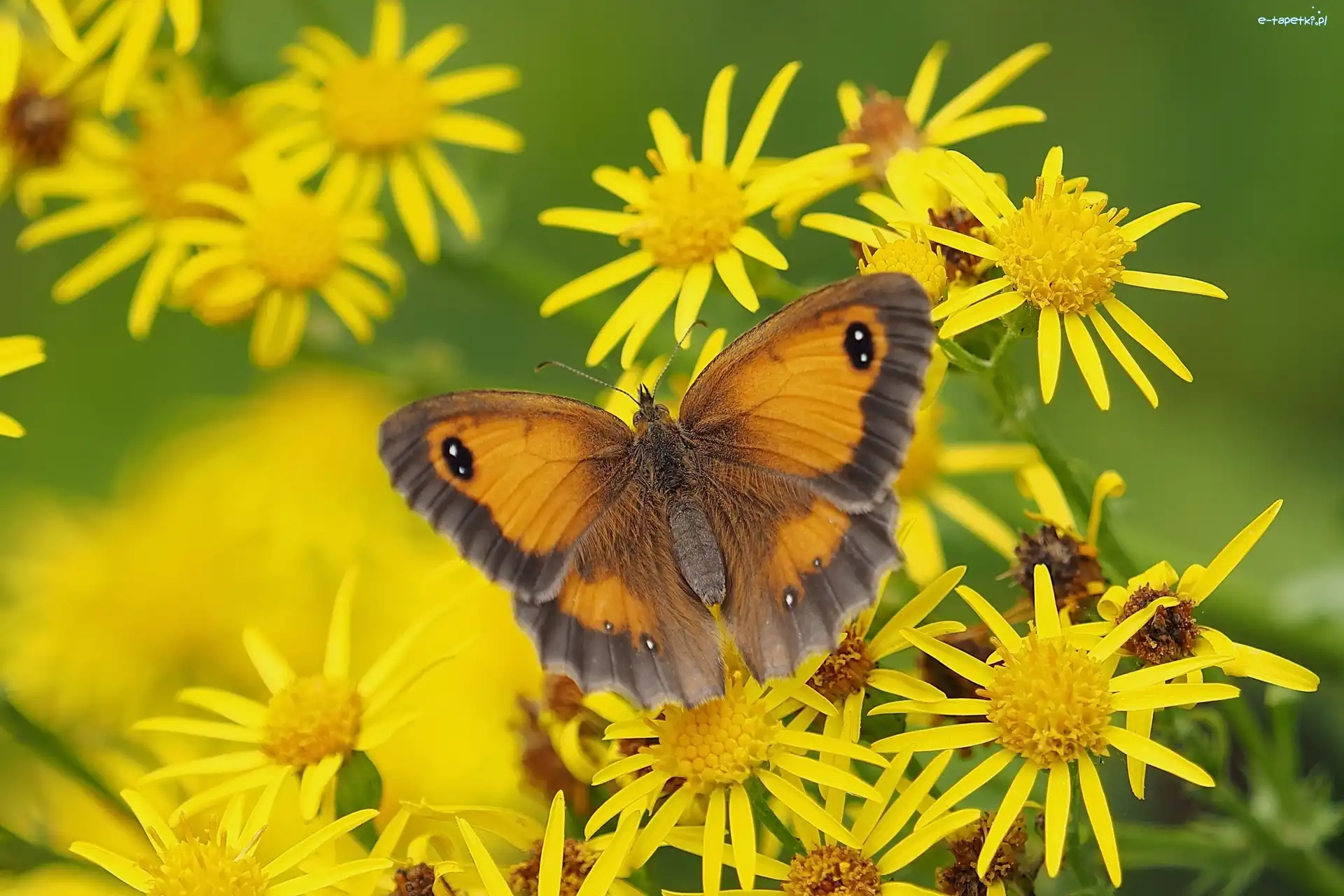 Strzępotek ruczajnik, Kwiaty, Żółte, Motyl
