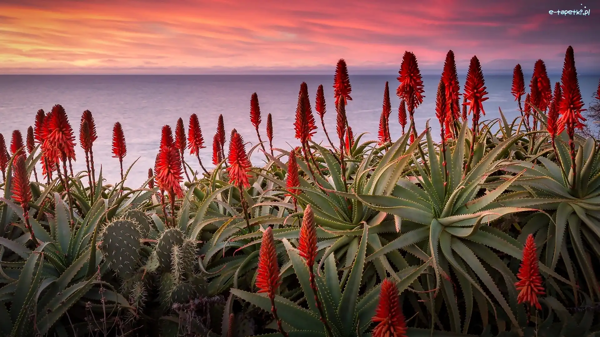 Aloes, Zachód słońca, Morze, Kwitnący