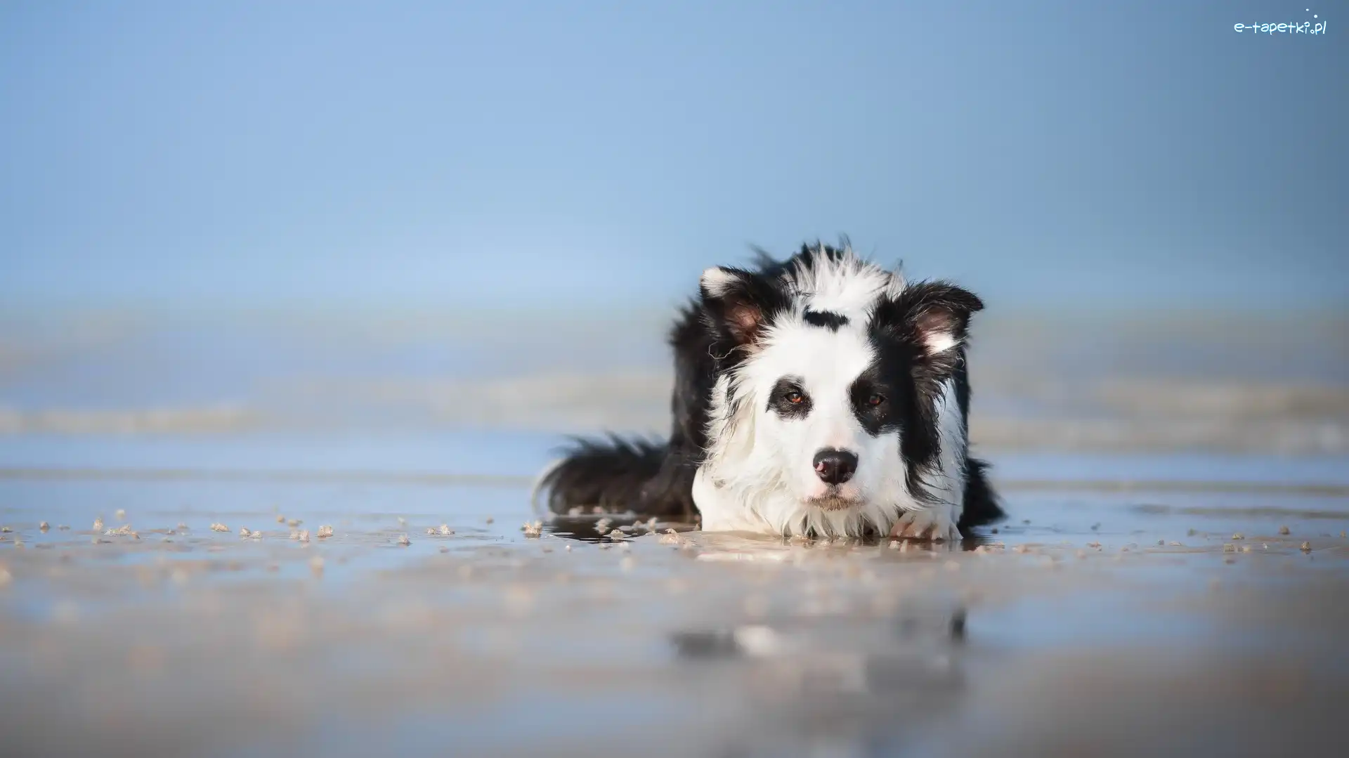Plaża, Warowanie, Border collie