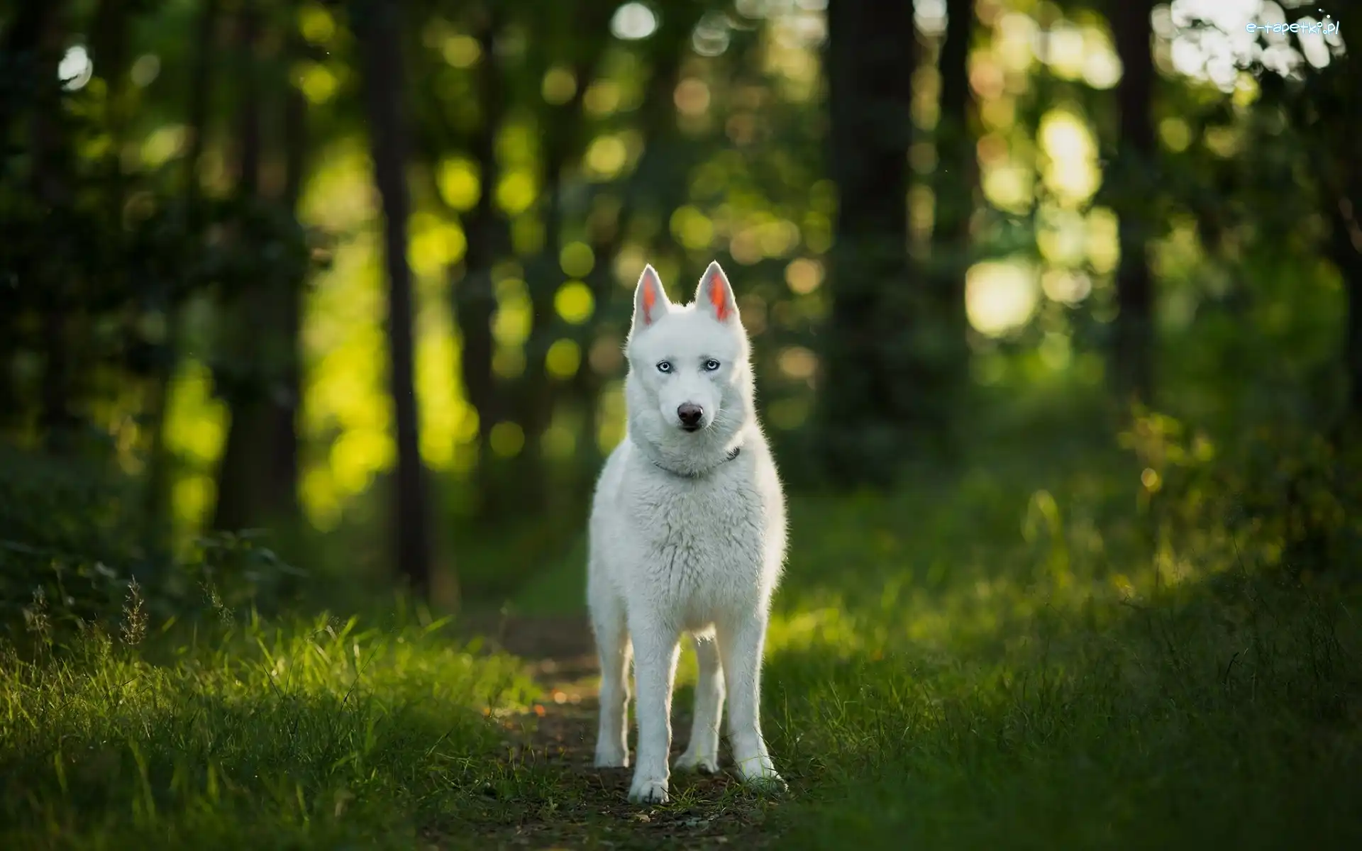 Ścieżka, Las, Siberian husky