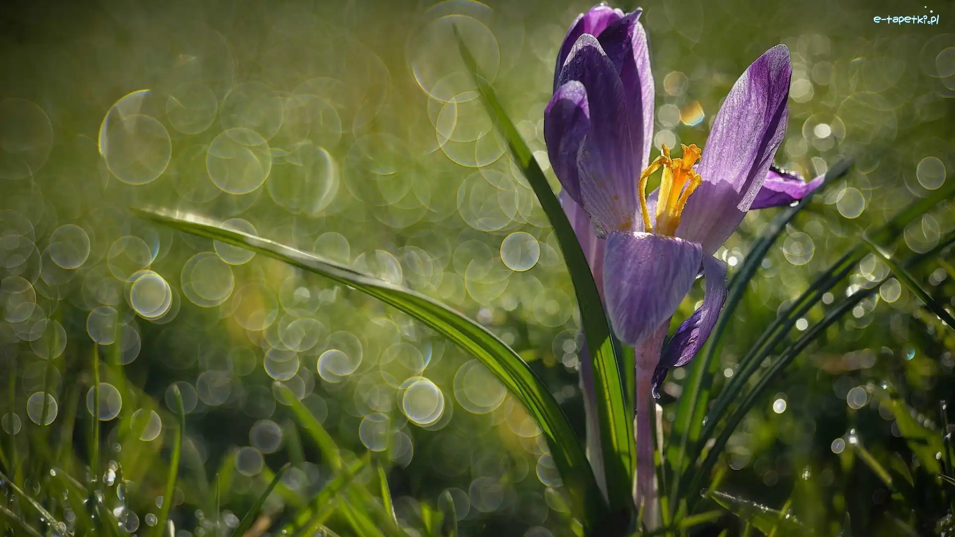 Bokeh, Krokus