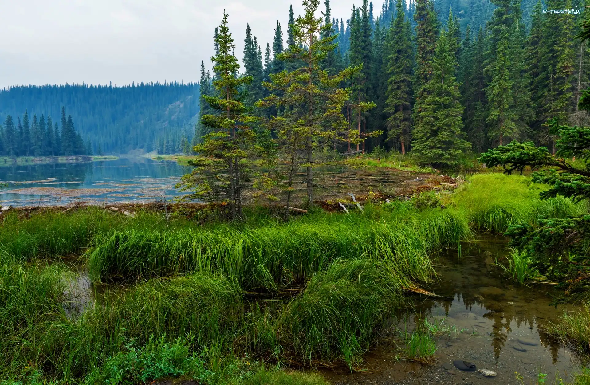 Las, Park Narodowy Denali, Jezioro Horseshoe, Trawy, Alaska, Stany Zjednoczone