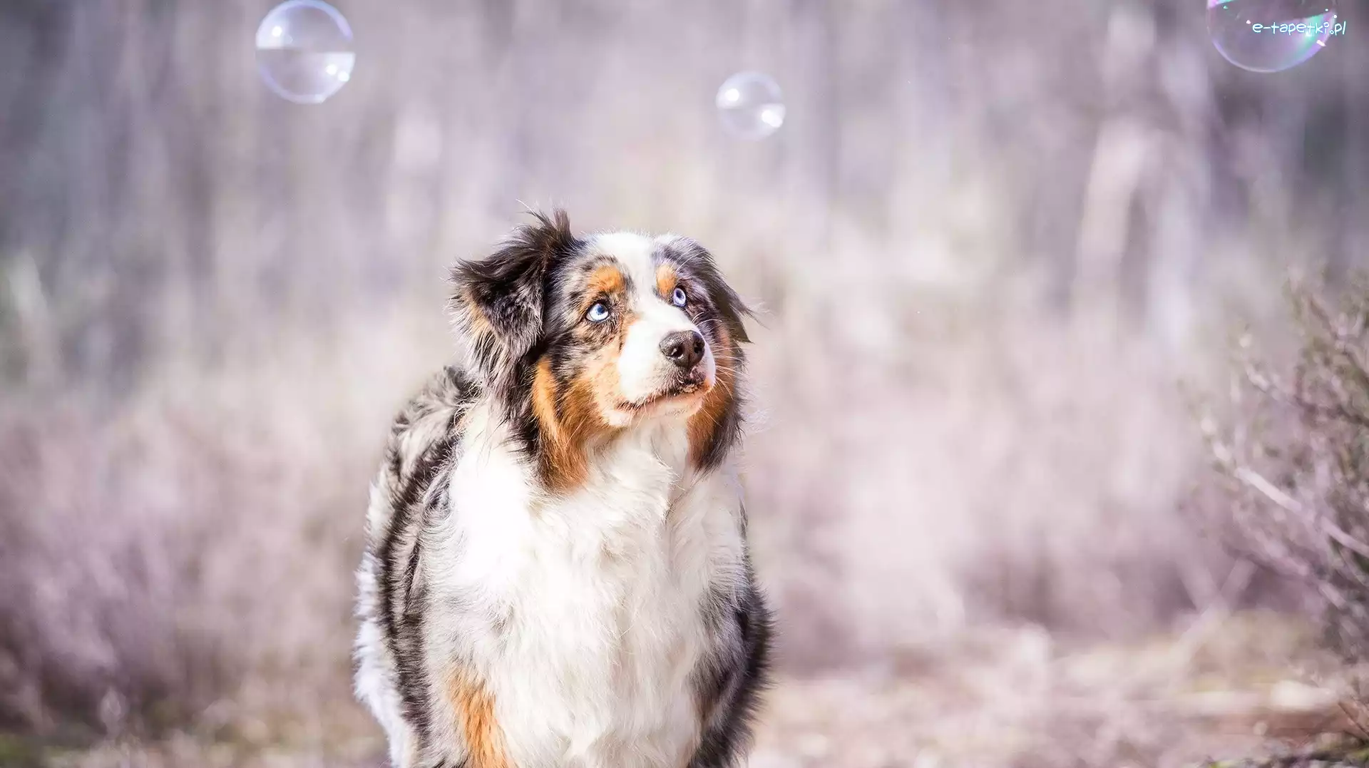 Australian shepherd, Bańki, Spojrzenie, Owczarek australijski