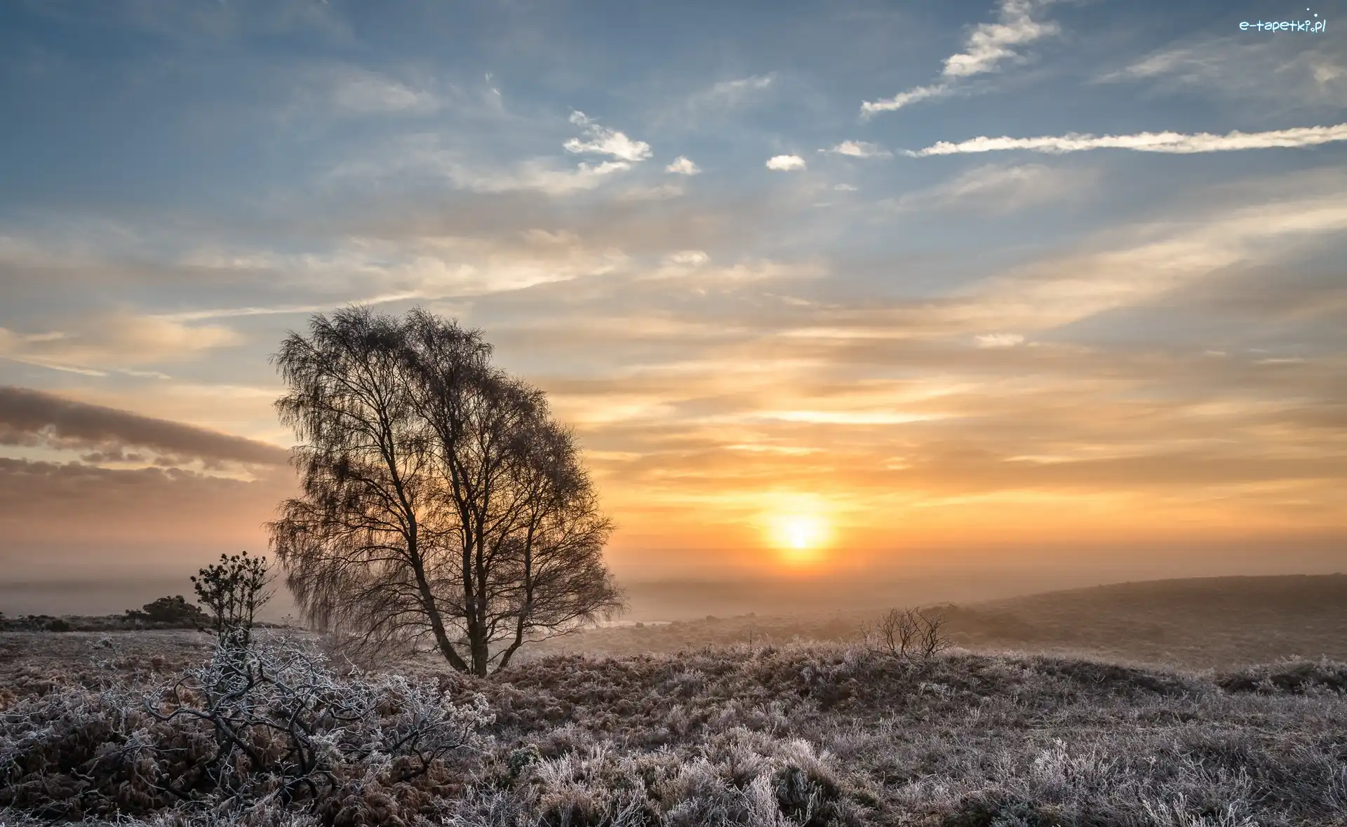 Anglia, Zachód słońca, Park Narodowy New Forest, Łąka, Drzewa