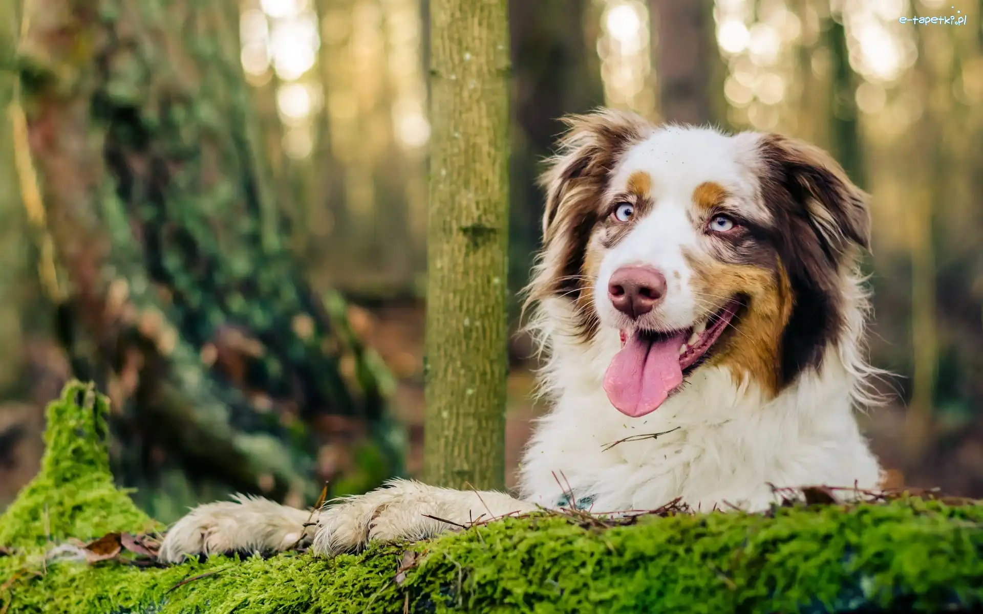 Australian shepherd, Las, Język, Owczarek australijski