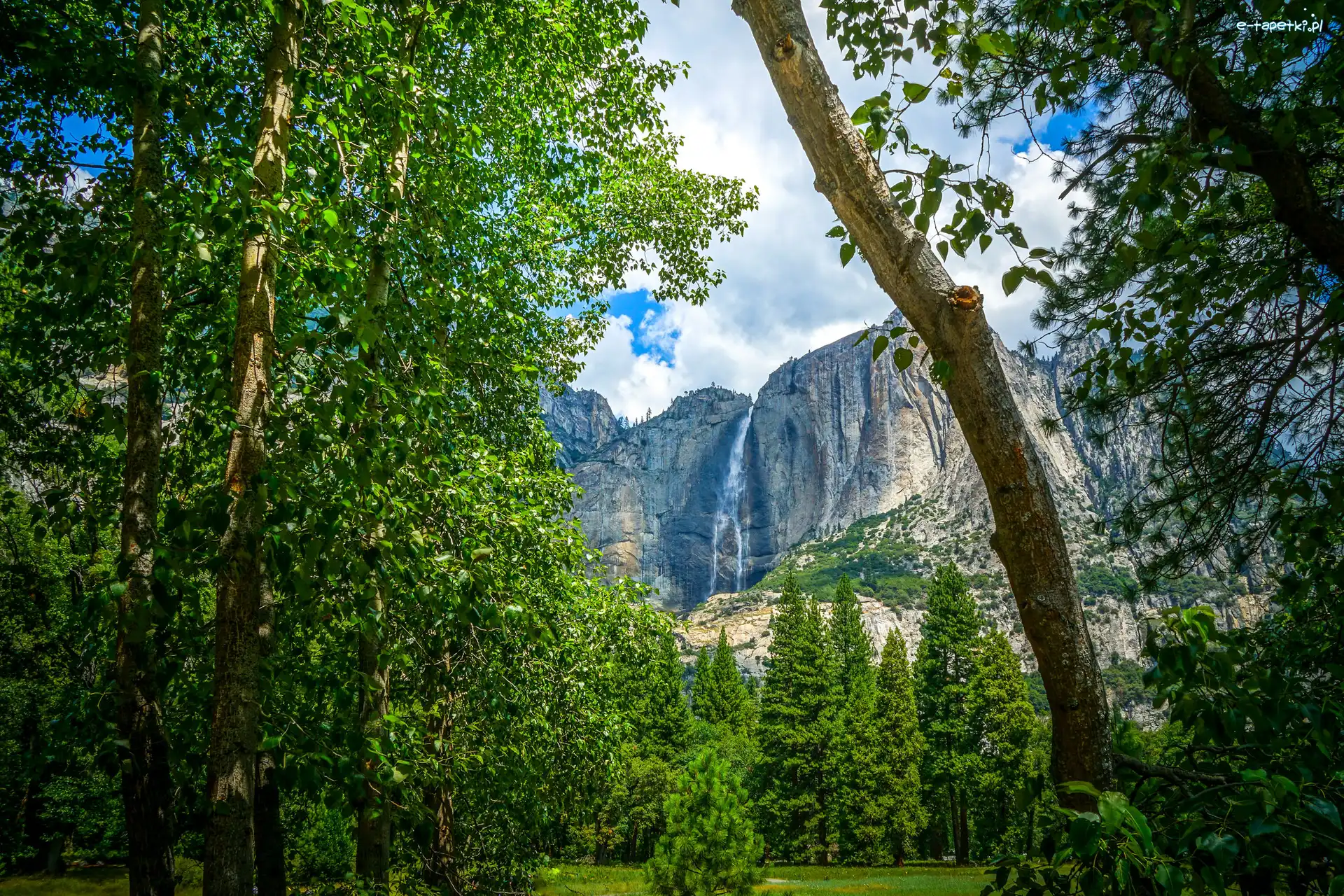 Drzewa, Park Narodowy Yosemite, Las, Góry, Stan Kalifornia, Stany Zjednoczone