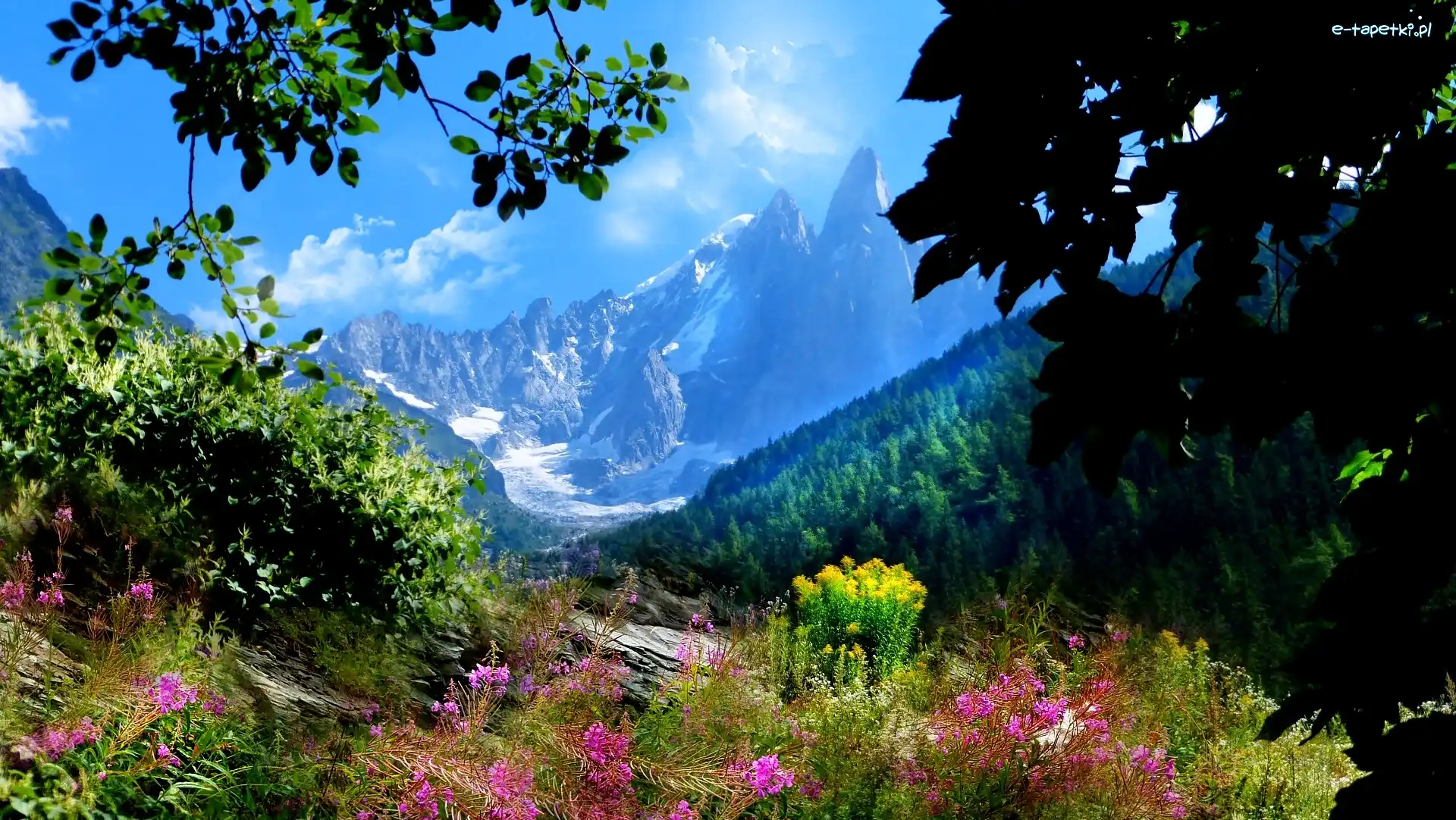 Francja, Góry, Góra Aiguilles du Dru, Kwiaty, Lasy