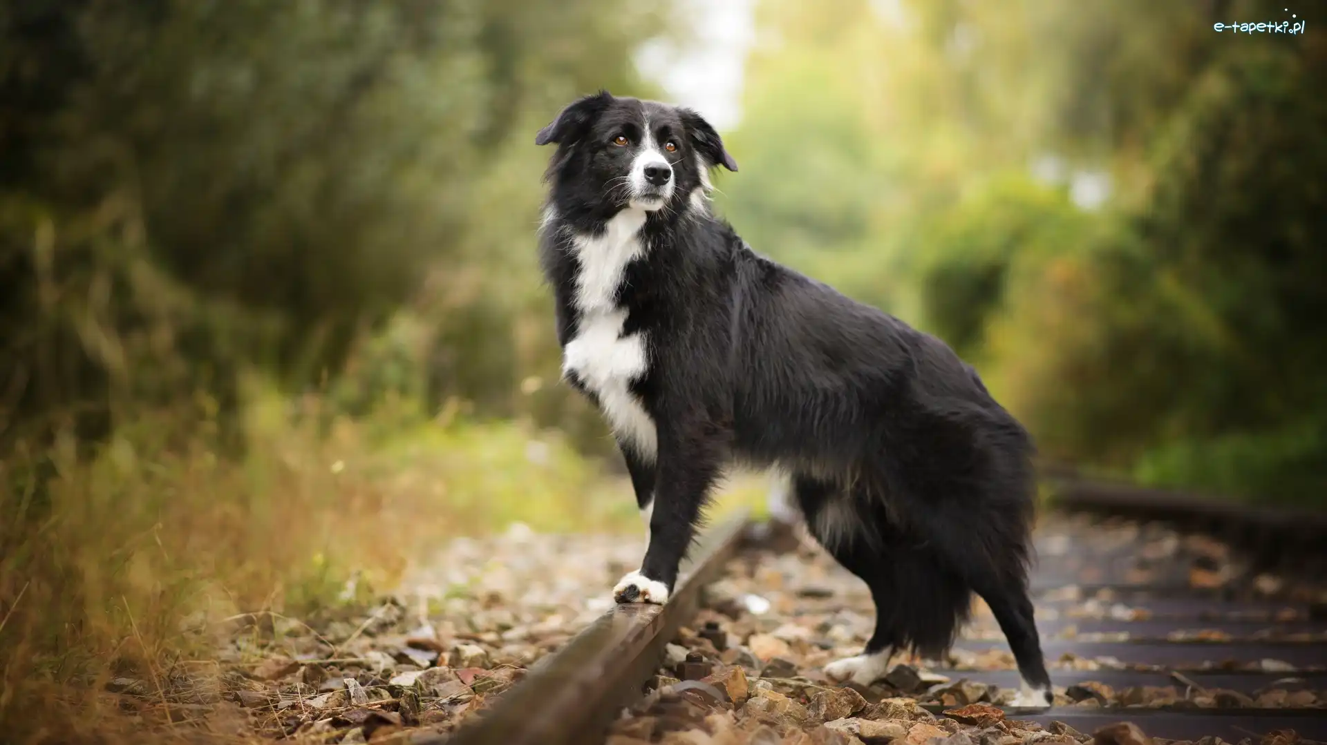Liście, Tory, Border collie