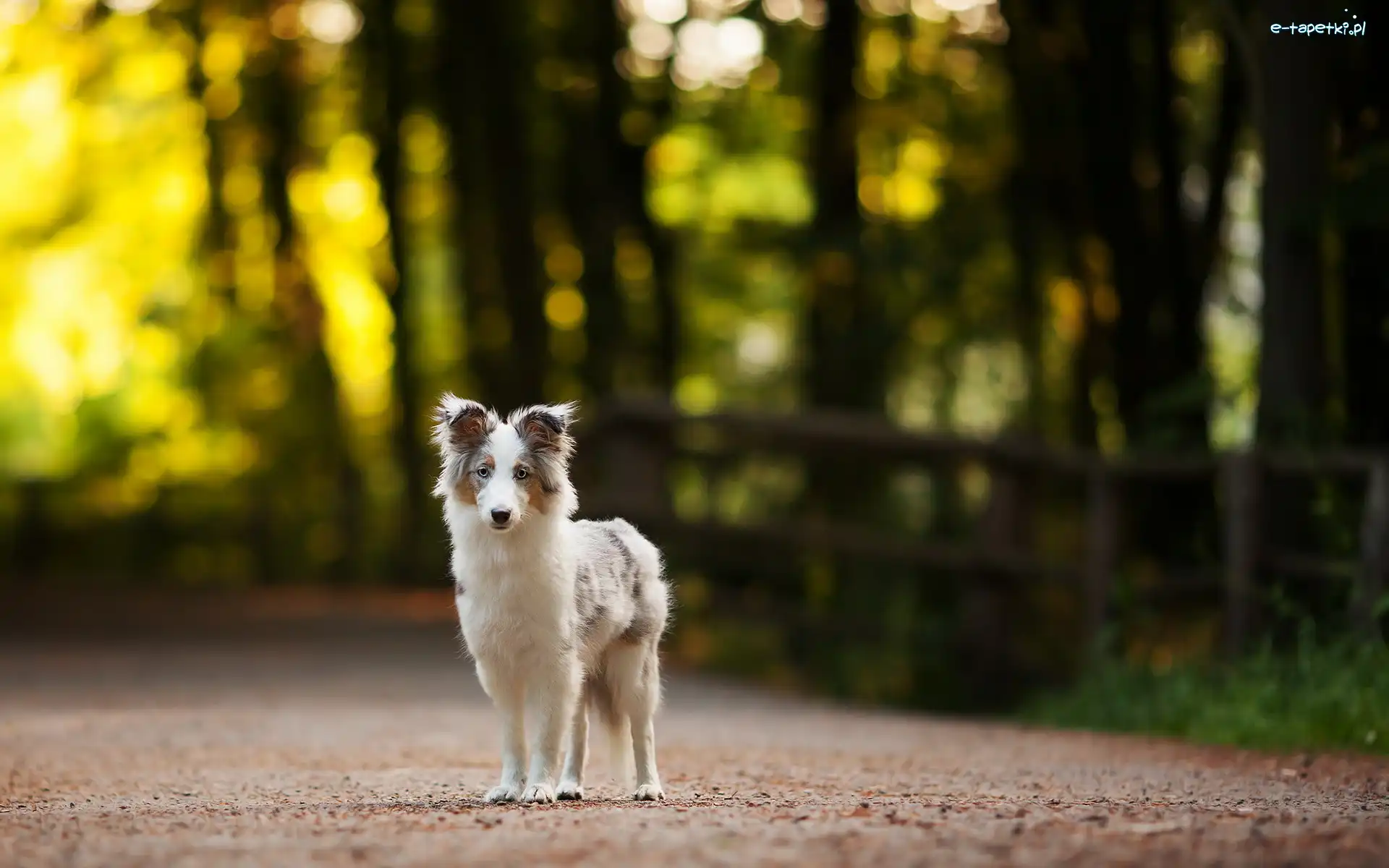 Droga, Border collie