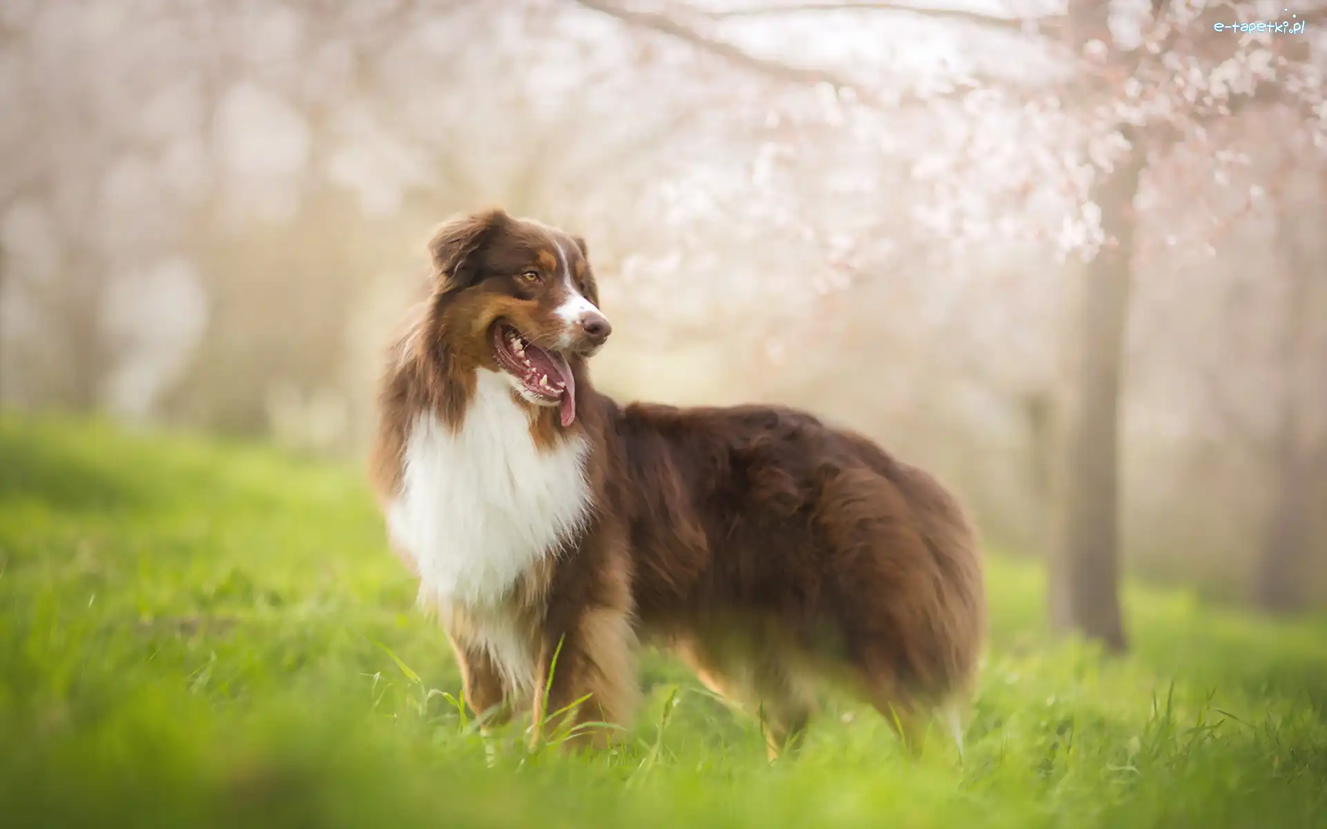 Rozmycie, Australian shepherd, Owczarek australijski