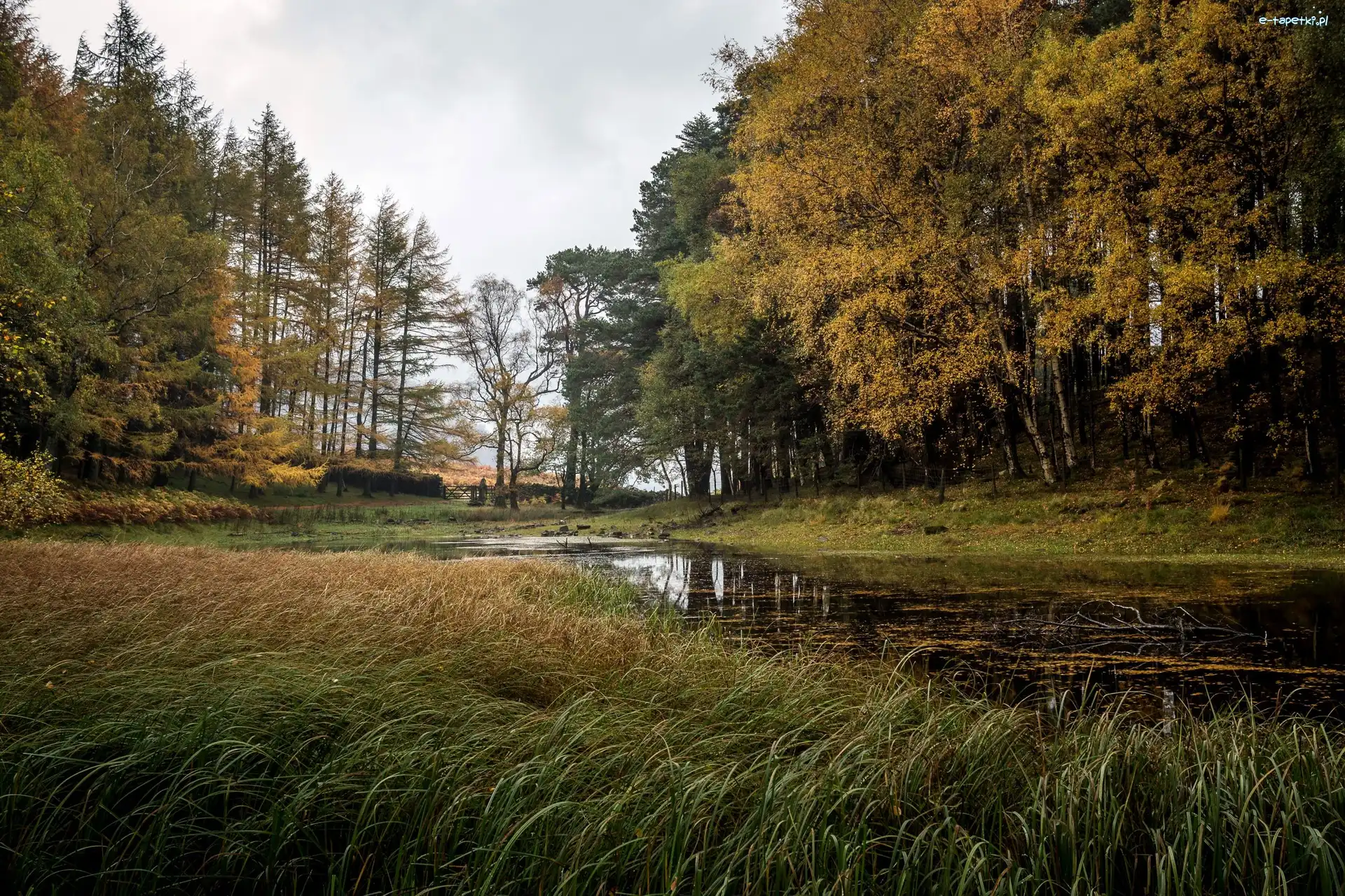Jezioro, Park, Drzewa, Trawa, Glenridding, Anglia