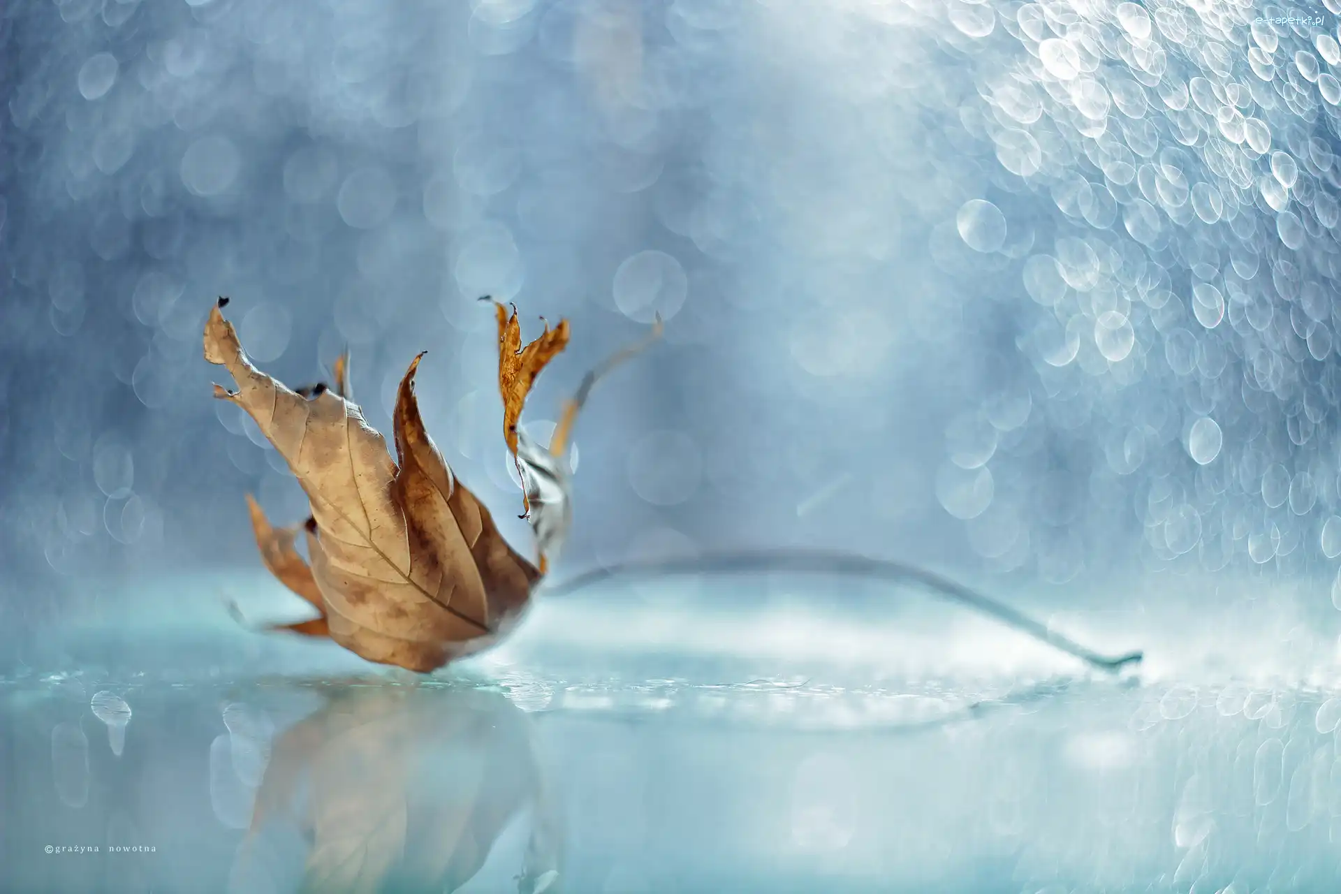 Bokeh, Liść, Suchy