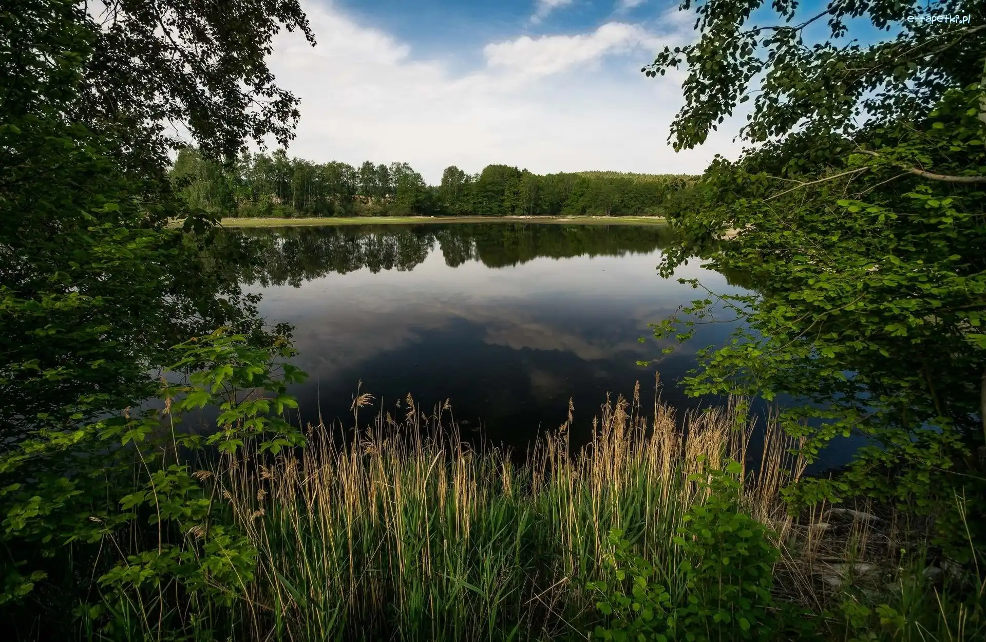 Drzewa, Rośliny, Trzciny, Jezioro