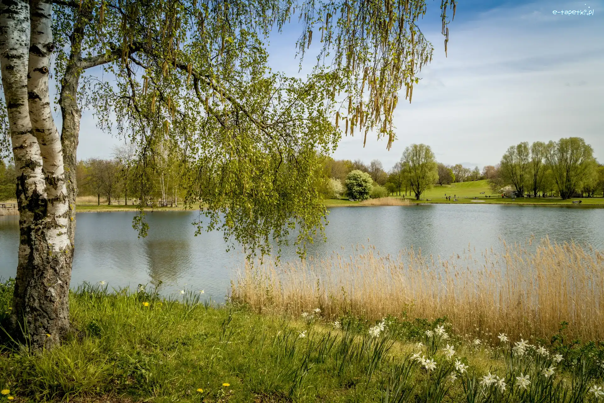 Niemcy, Park Britzer Garten, Berlin, Brzoza, Jezioro