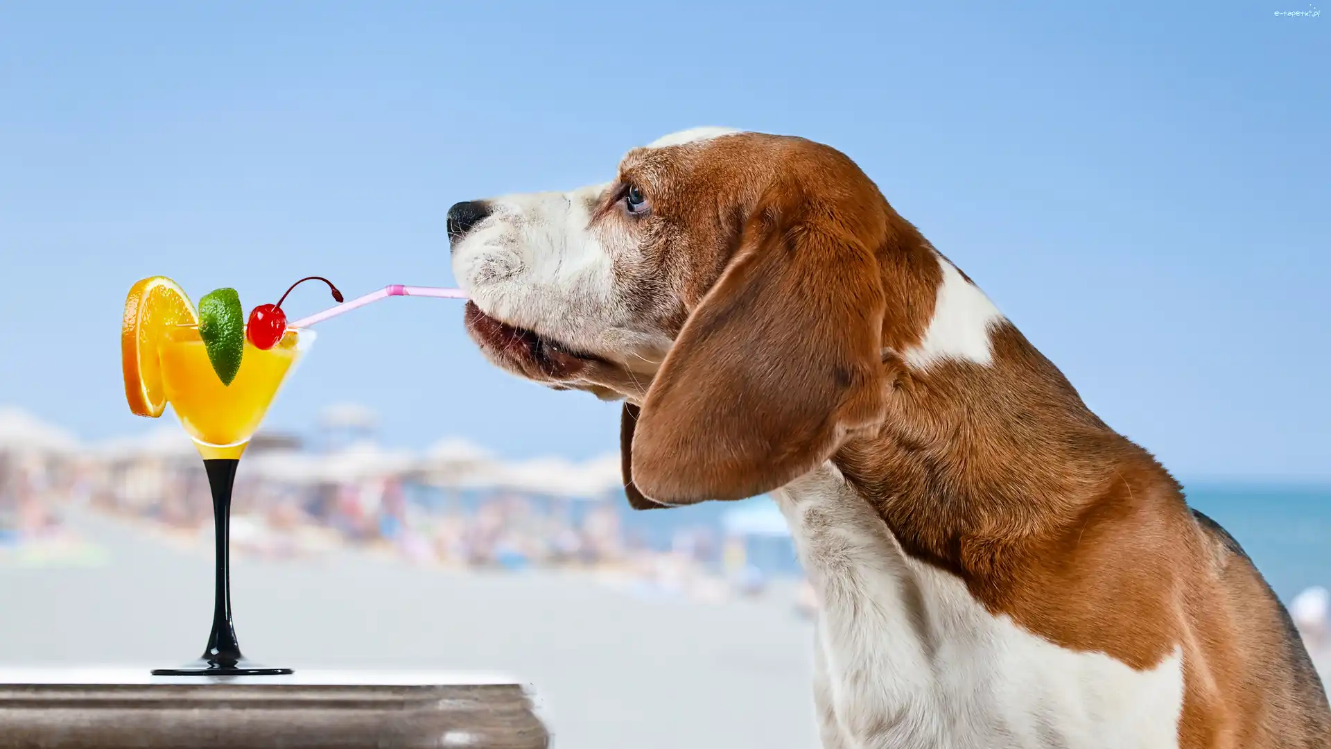 Basset, Drinki, Śmieszne, Pies