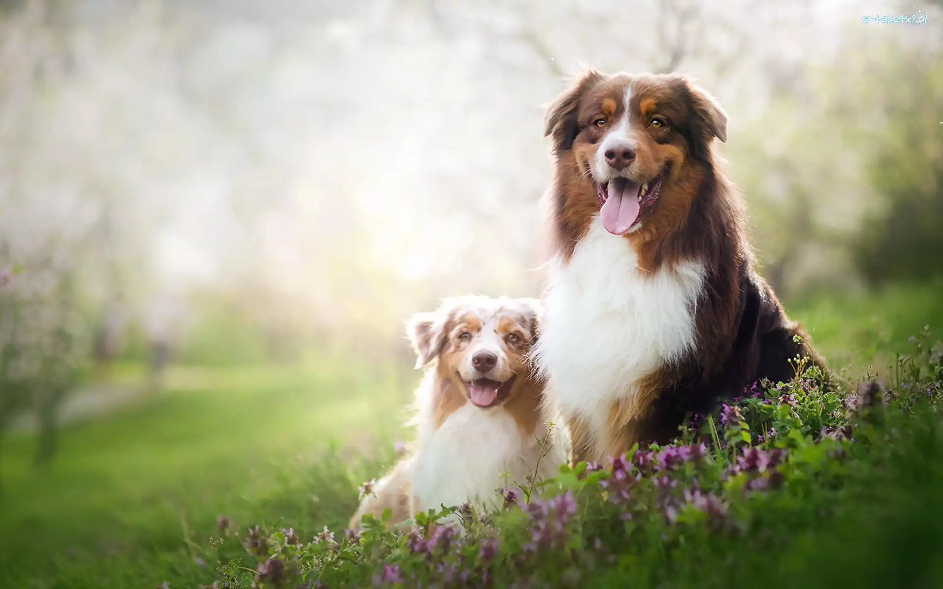 Australian Shepherd, Kwiaty, Łąka, Owczarki australijskie