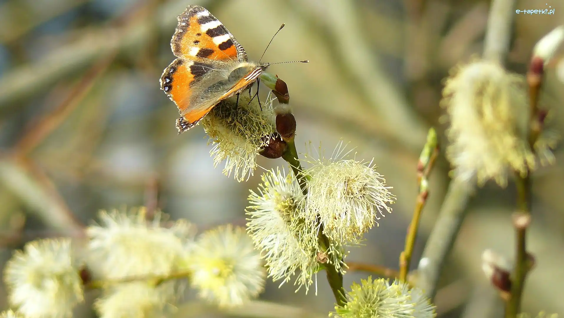 Rusałka pokrzwnik, Wierzby, Gałązki, Motyl