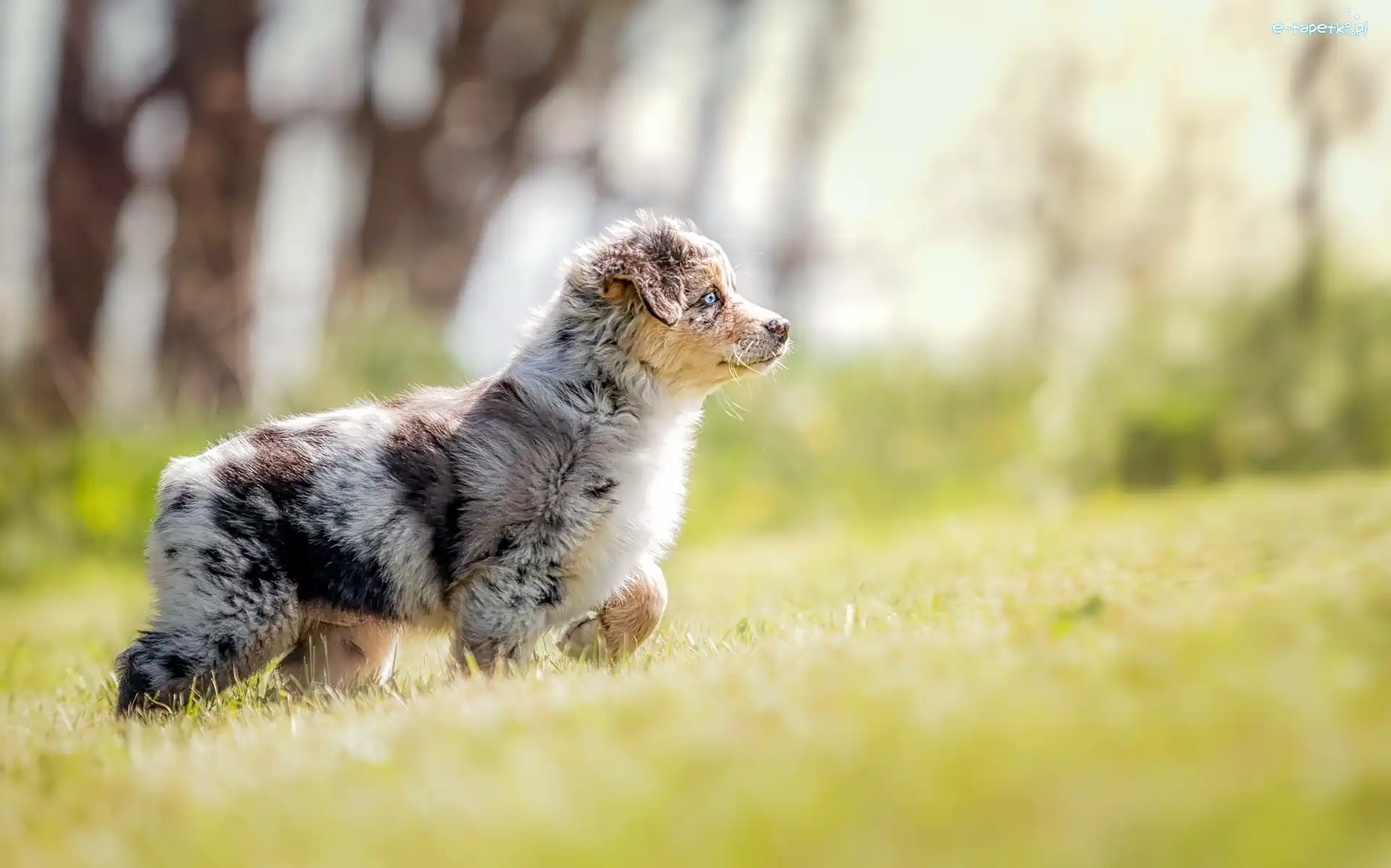 Owczarek australijski, Szczeniak, Australian shepherd, Trawa, Łąka