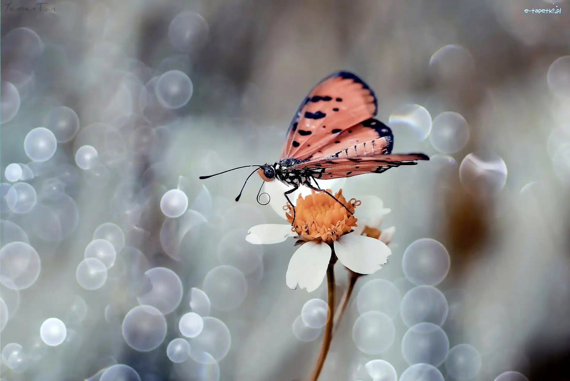 Biały, Motyl, Kwiatek, Makro