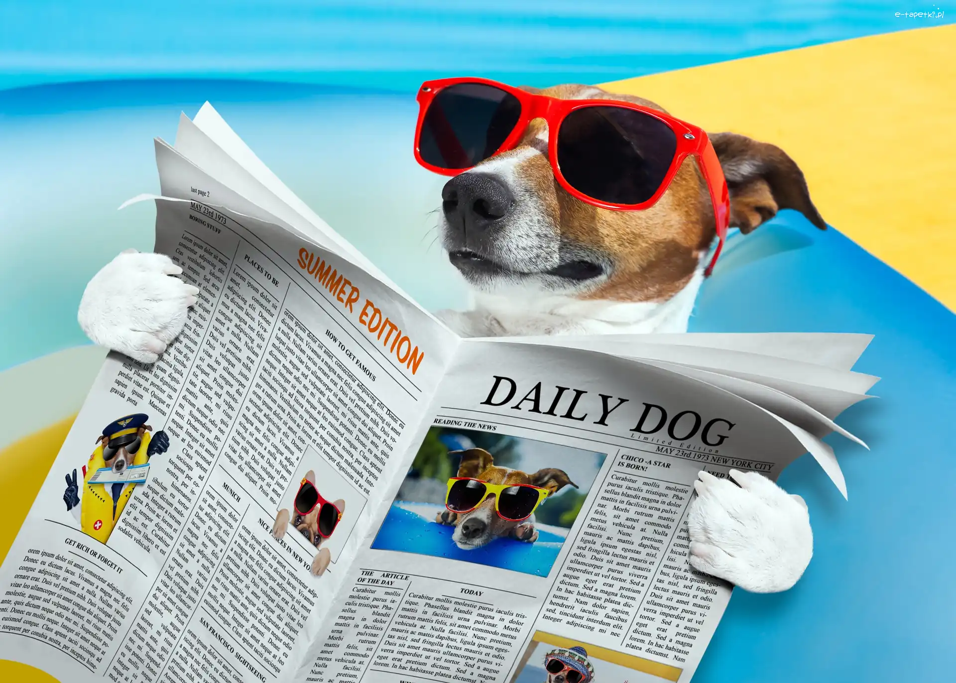 Okulary, Śmieszne, Gazeta, Jack Russell Terrier