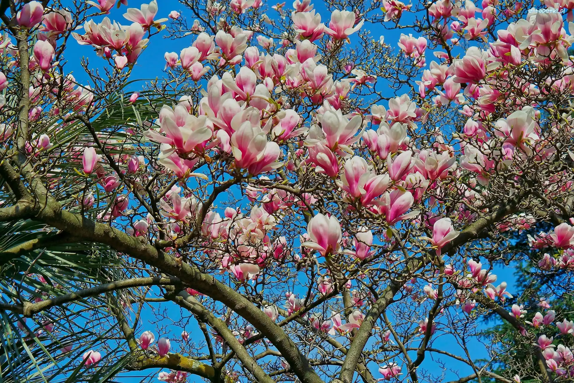 Wiosna, Kwiaty, Magnolia