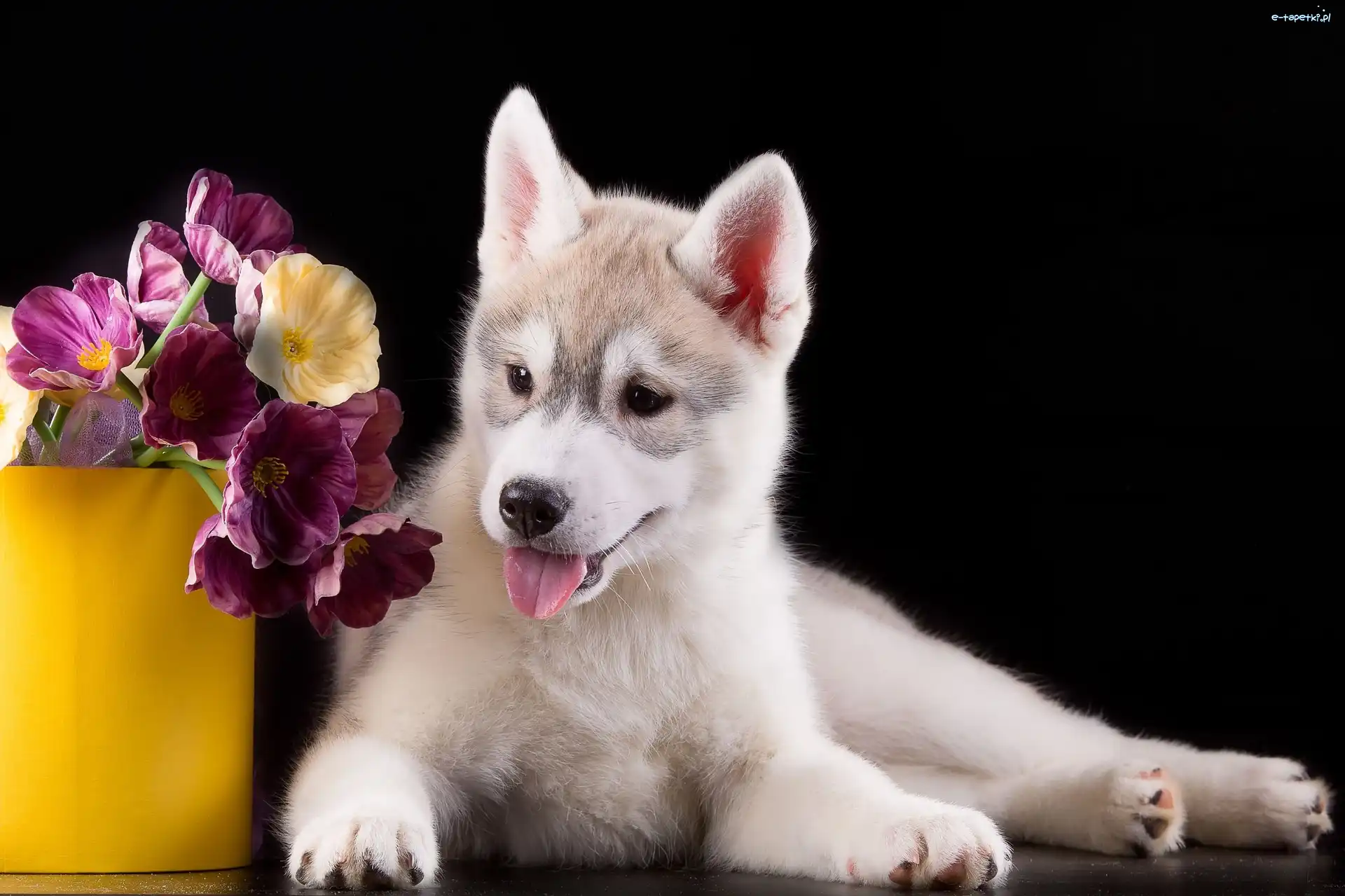 Szczeniak, Siberian husky, Pies