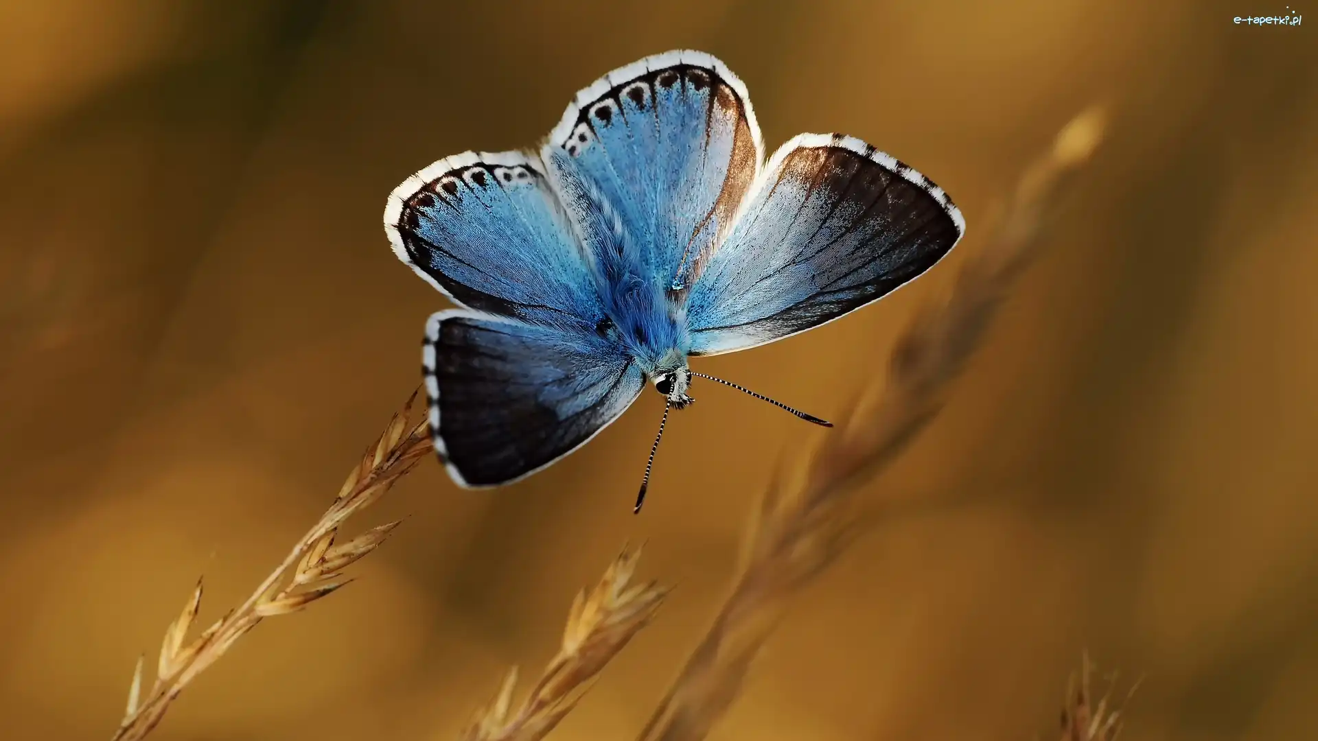Modraszek wieszczek, Motyl, Niebieski