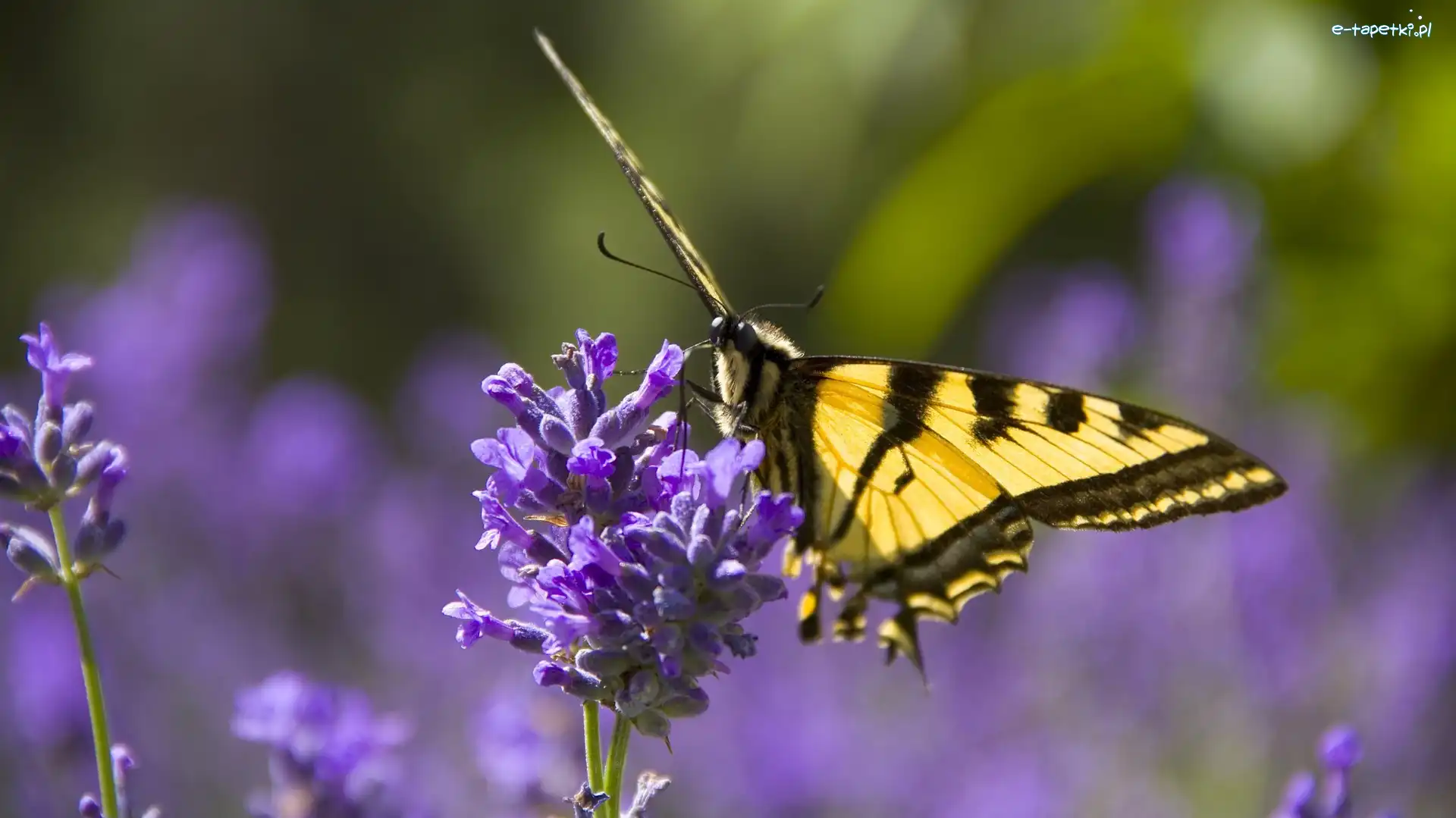 Lawenda wąskolistna, Motyl monarha