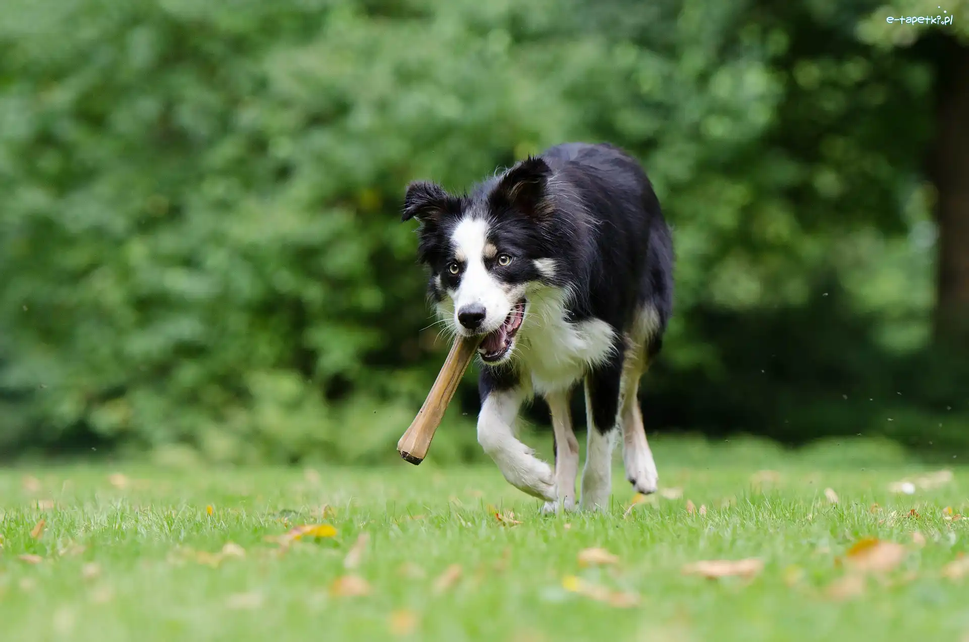 Bieg, Łąka, Aport, Border collie