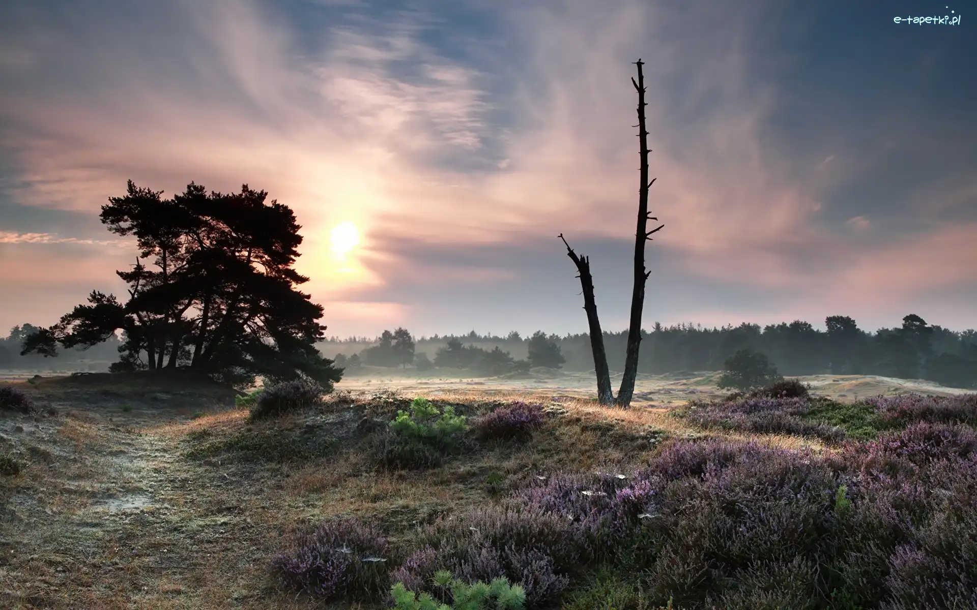 Mgła, Wrzosowisko, Wschód słońca, Drzewa, Park Narodowy Drents-Friese Wold, Holandia