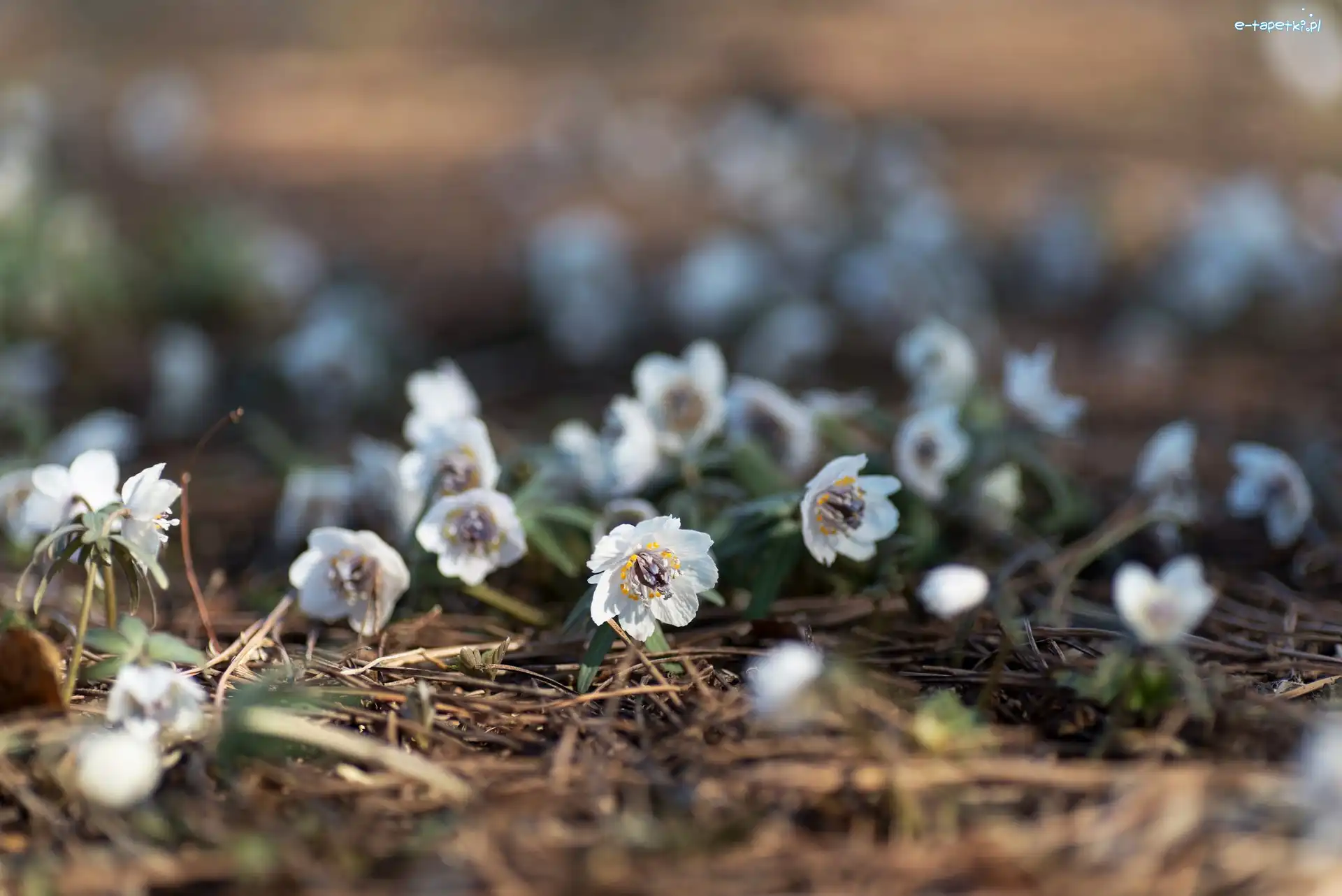 Wiosenne, Eranthis pinnatifida, Kwiatki, Ściółka, Ranniki