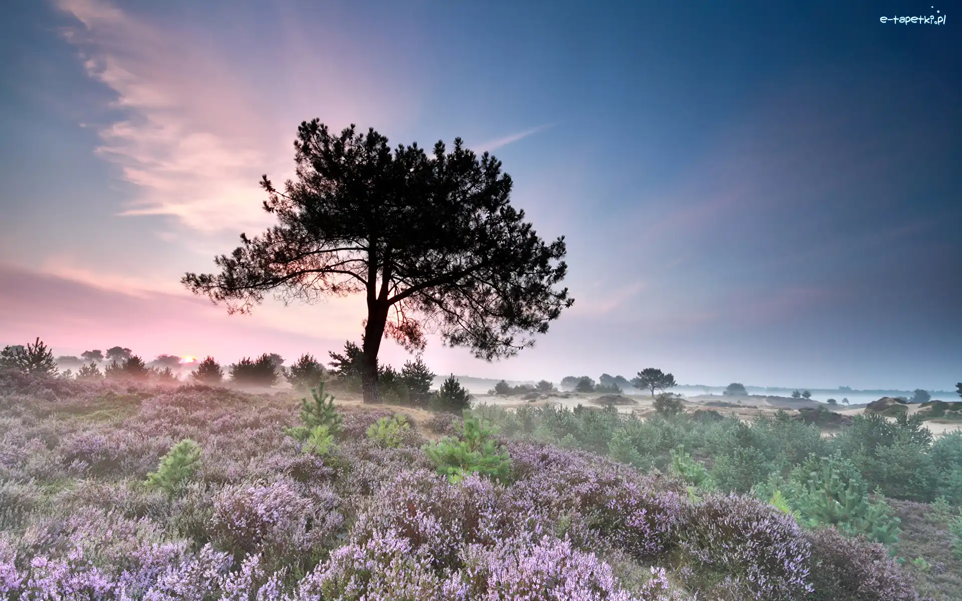 Holandia, Wrzosowisko, Park Narodowy Drents-Friese Wold, Mgła, Drzewo